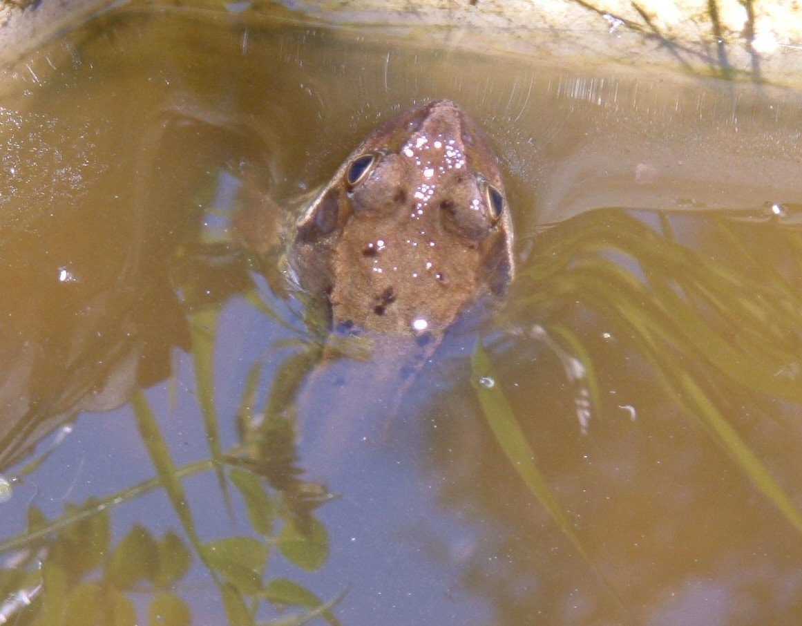 Fujifilm FinePix A330 sample photo. May frog photography