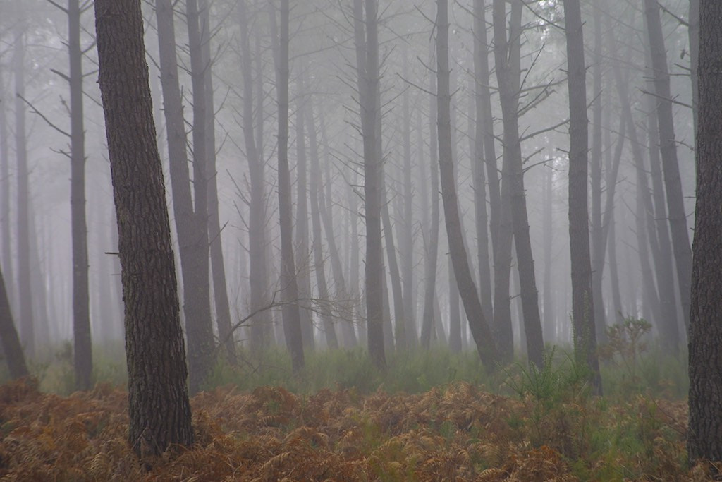 Canon EOS D30 sample photo. Pines in the mist photography