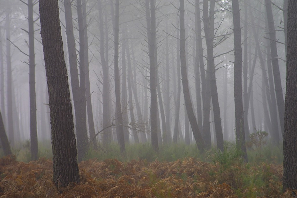 Canon EOS D30 + Canon EF 28-105mm f/3.5-4.5 USM sample photo. Pines in the mist photography