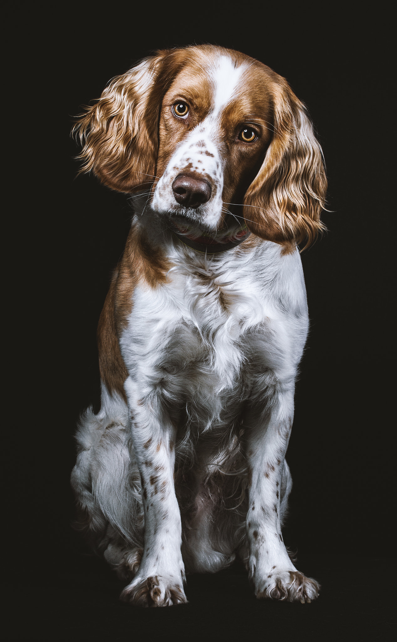Sigma 50mm F1.4 EX DG HSM sample photo. Dog photography