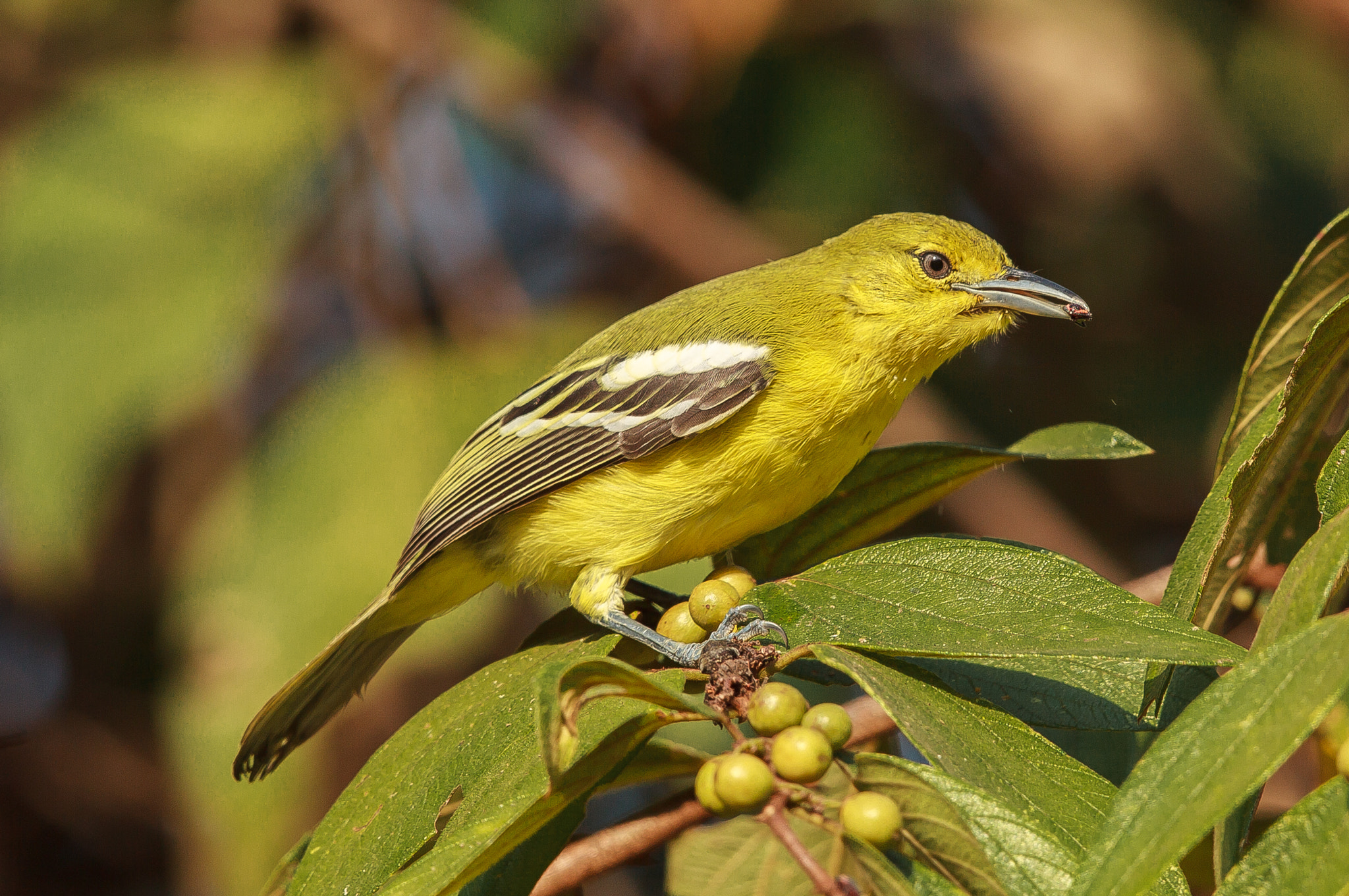 Canon EOS-1D Mark IV + Canon EF 500mm F4L IS II USM sample photo. Common iora photography