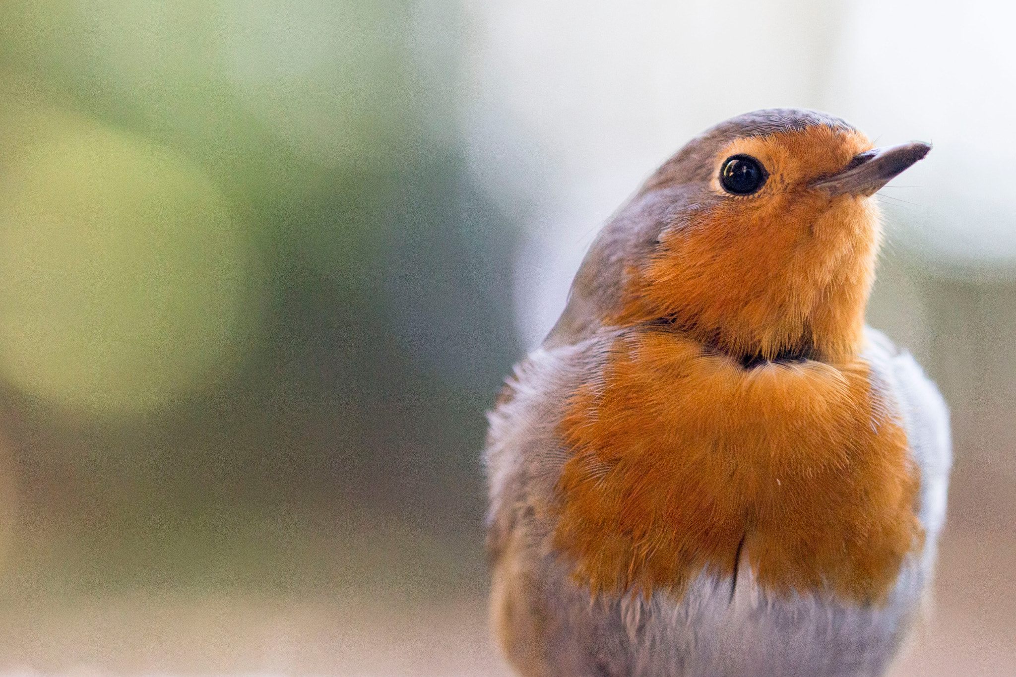 Canon EF 100mm F2.8L Macro IS USM sample photo. My little robin photography
