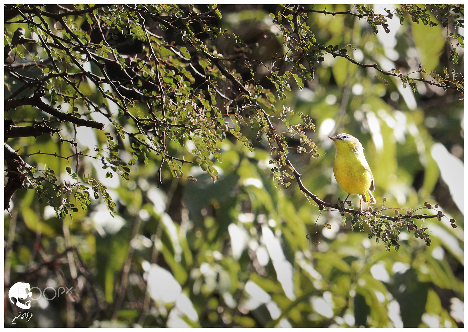Canon EF-S 55-250mm F4-5.6 IS STM sample photo. Grey hooded warbler photography