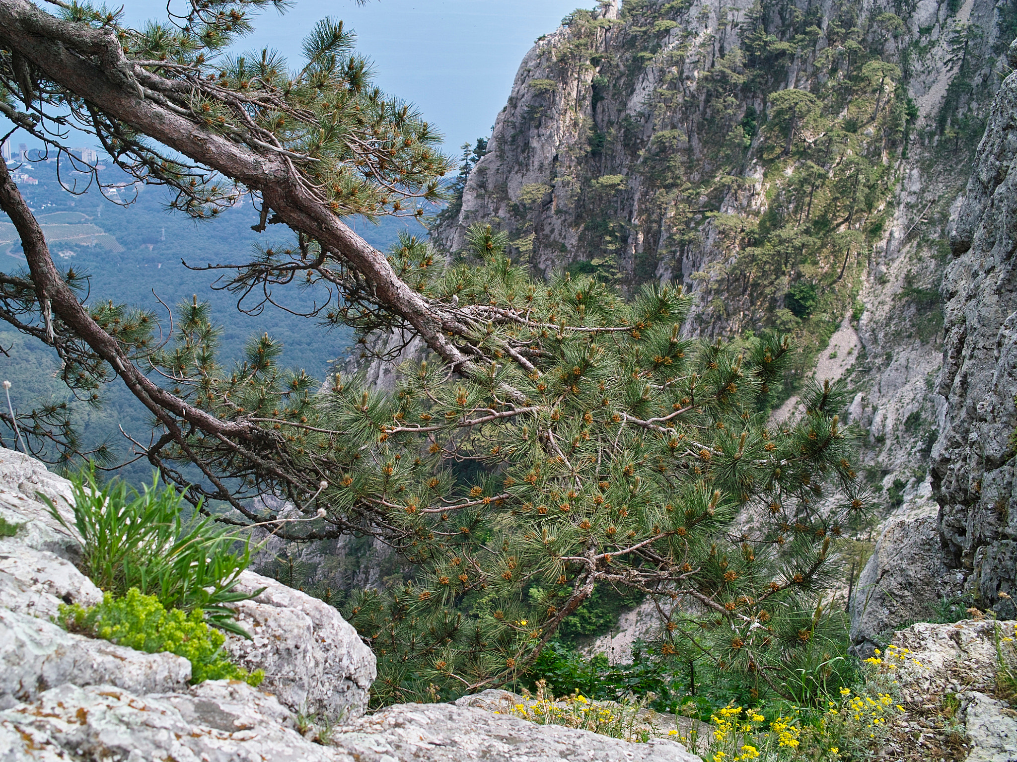 Sigma DP2 sample photo. Pine over the gorge. photography
