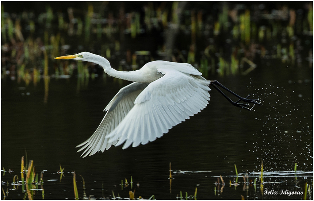 Canon EOS-1D X + Canon EF 500mm F4L IS USM sample photo. Garceta  grande photography