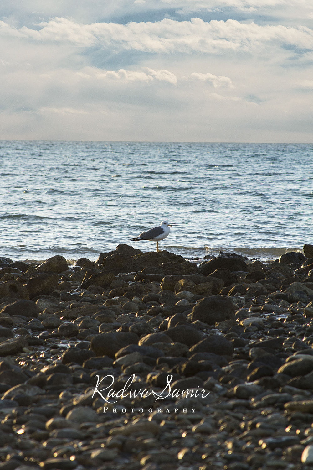 Canon EOS 700D (EOS Rebel T5i / EOS Kiss X7i) sample photo. Bird on the beach photography