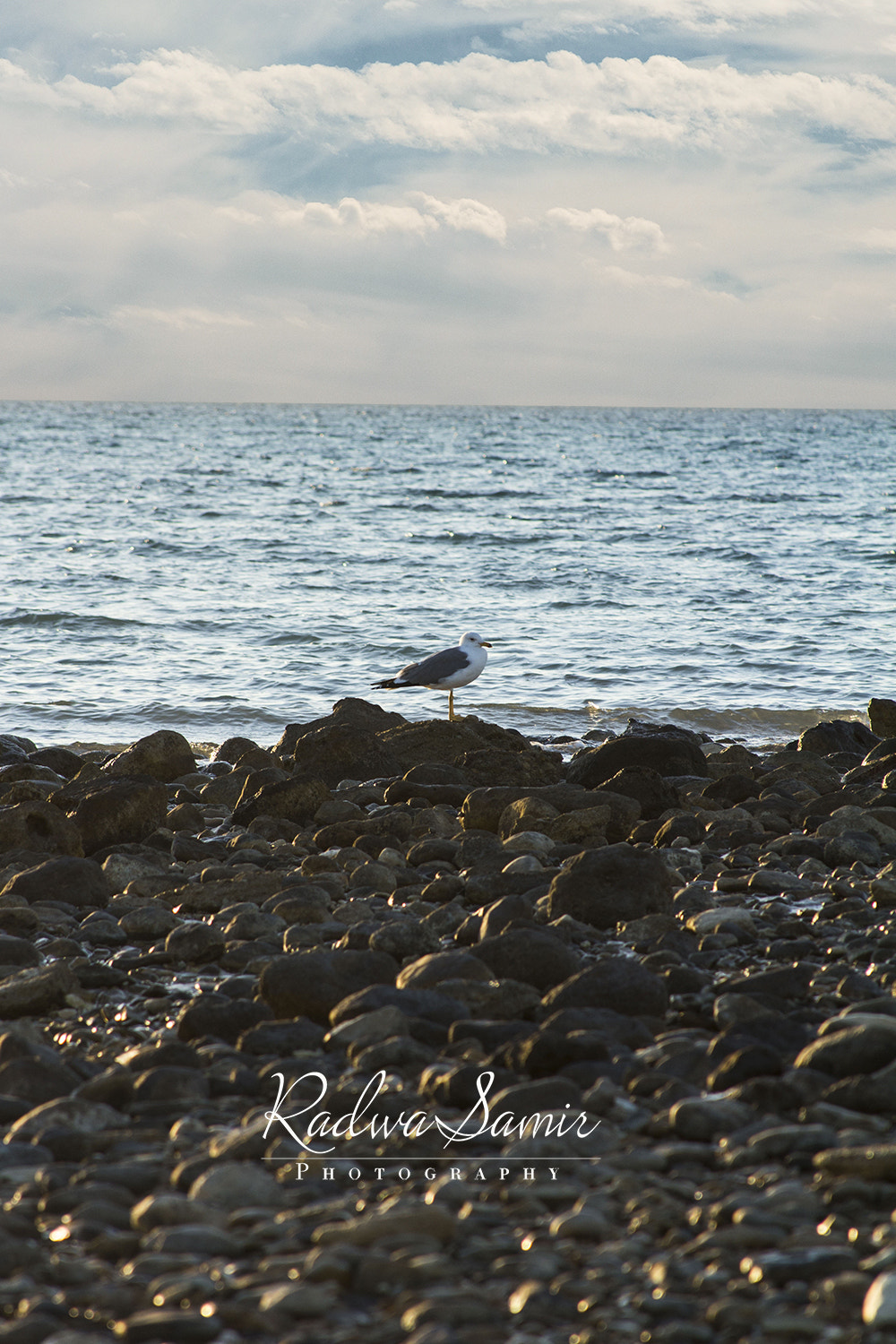 Canon EF 28-135mm F3.5-5.6 IS USM sample photo. Bird on the beach photography