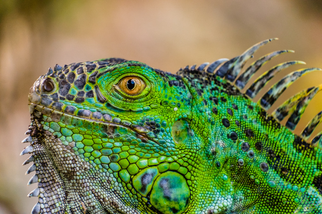 Fujifilm X-T1 + Fujifilm XC 50-230mm F4.5-6.7 OIS sample photo. Reptilian  photography