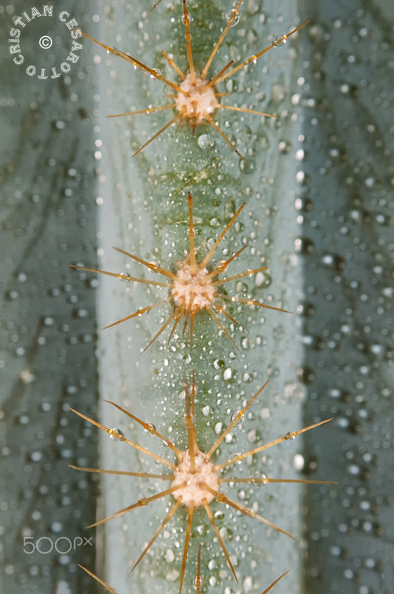 Nikon D2Hs sample photo. Macro #2 - cactus (the three brothers...) photography