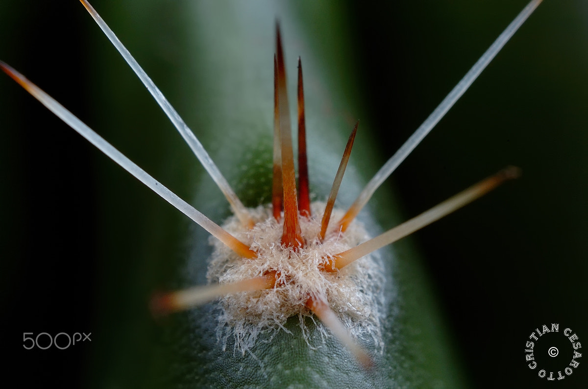 Nikon D2Hs sample photo. Macro #3 - cactus photography