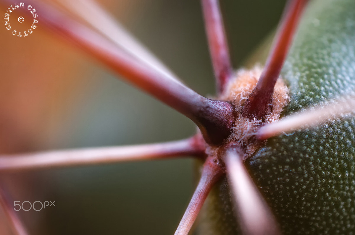 Nikon D2Hs sample photo. Macro #1 - cactus photography