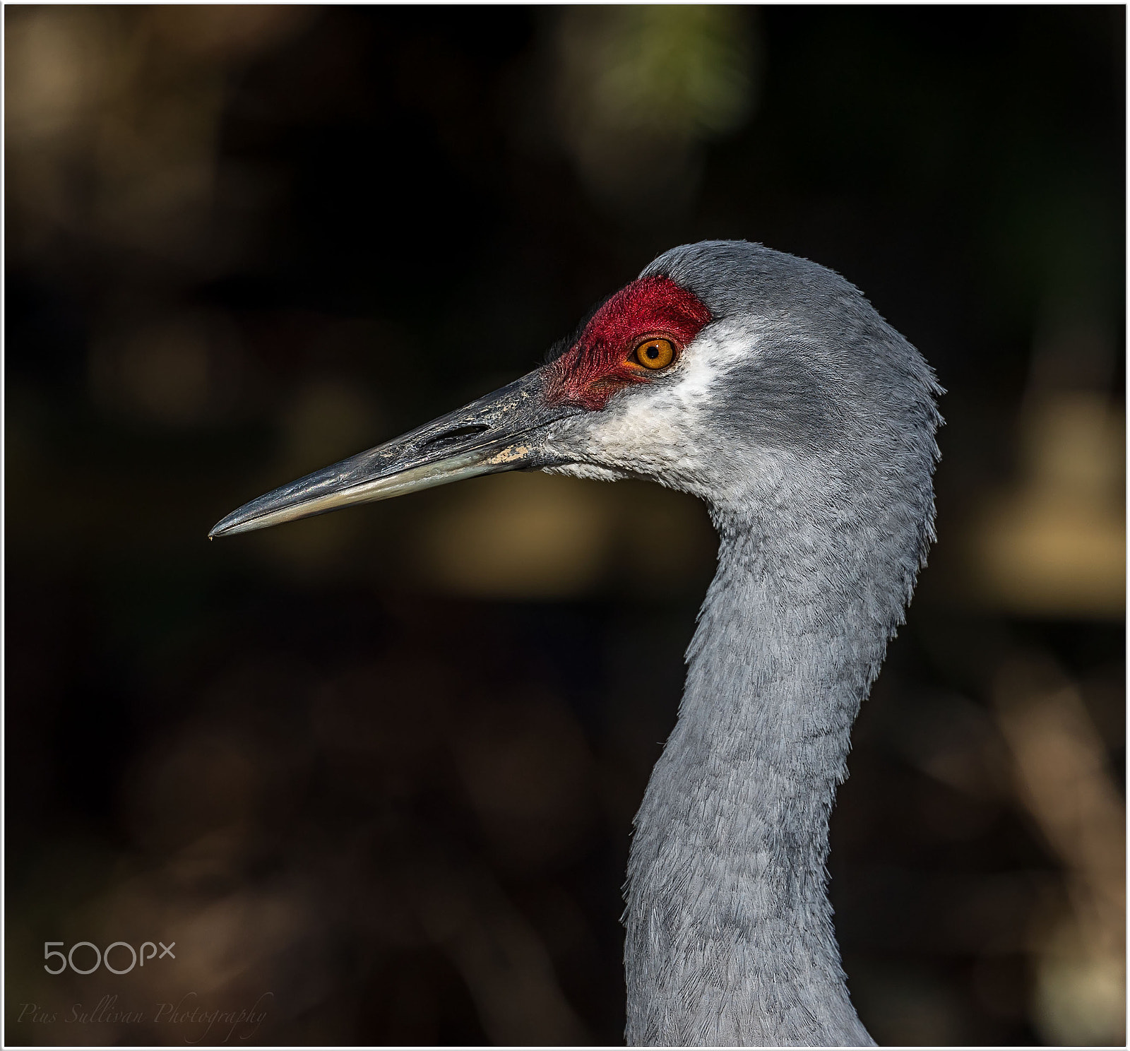 Canon EF 400mm F4 DO IS II USM sample photo. Sandhill crane photography