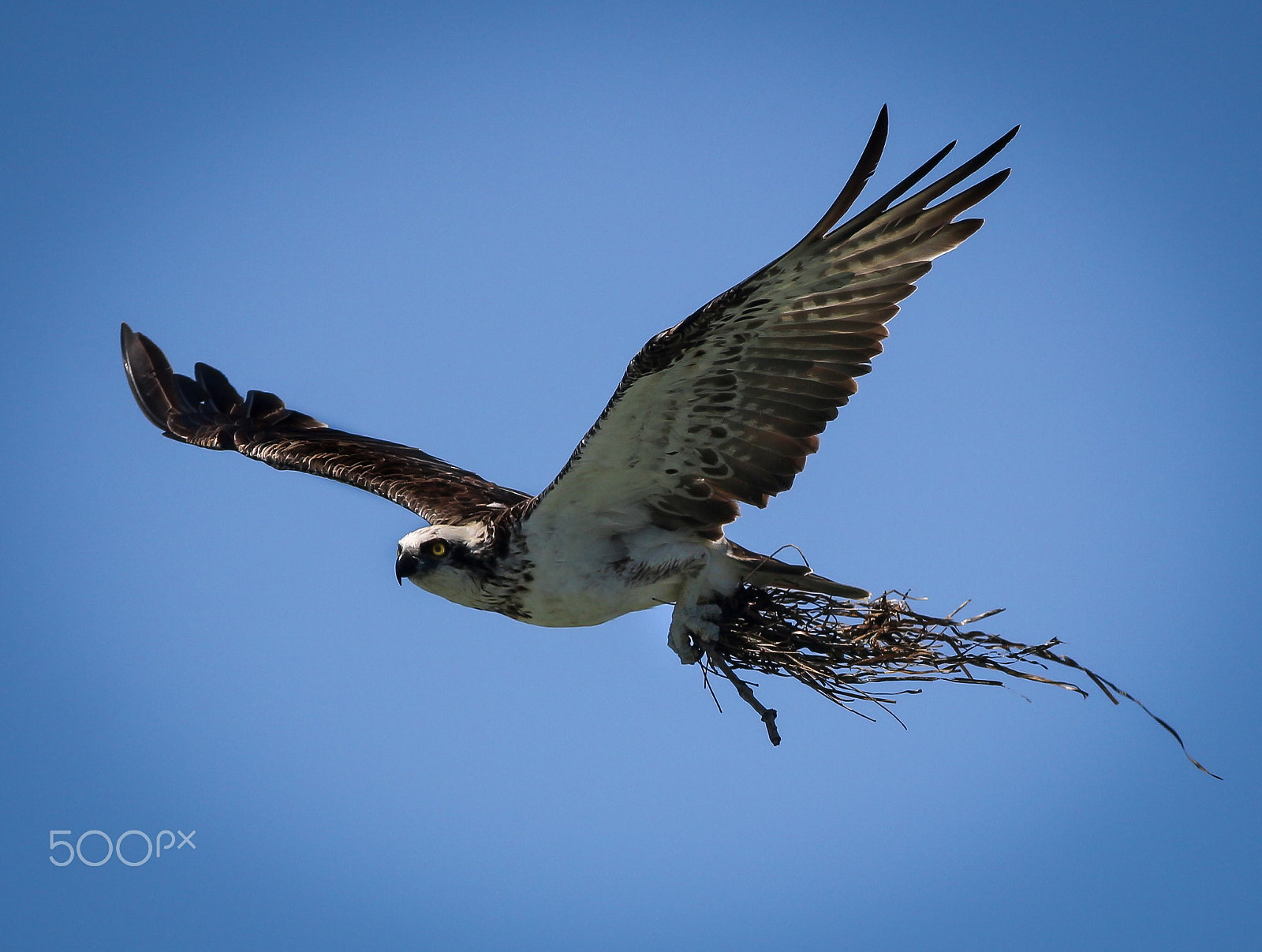 Canon EOS 700D (EOS Rebel T5i / EOS Kiss X7i) + Canon EF 400mm F5.6L USM sample photo. Nesting osprey photography