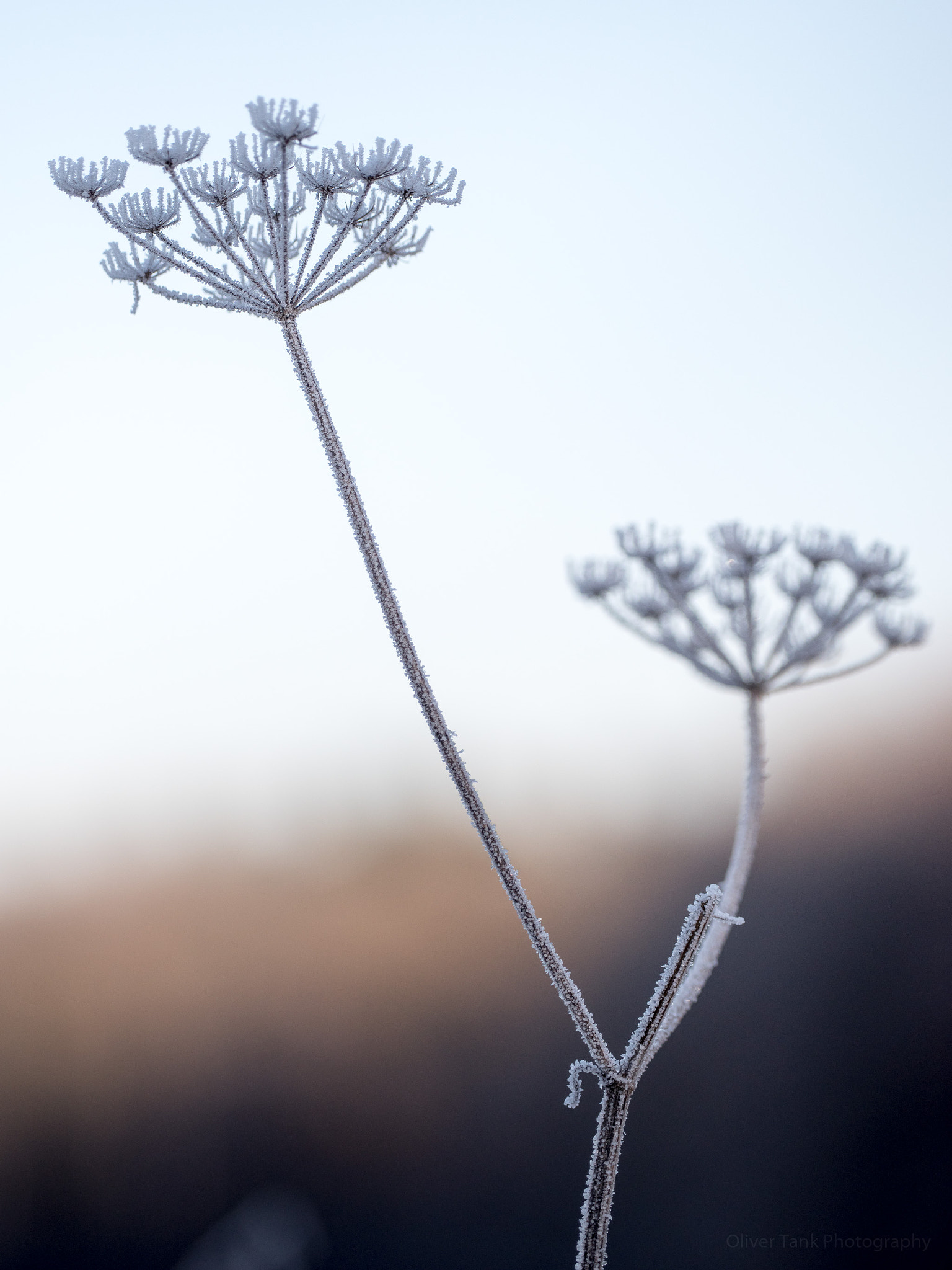 Pentax K-1 sample photo. Snow flower photography