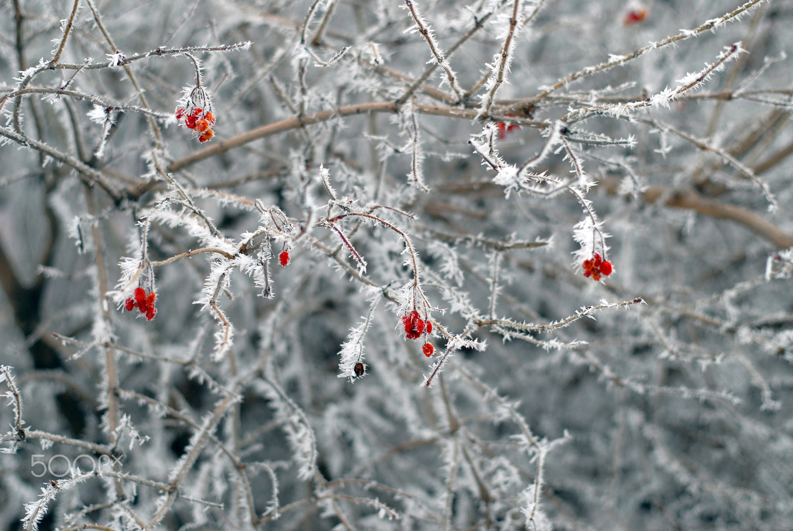Nikon D200 sample photo. Frost on the branches photography