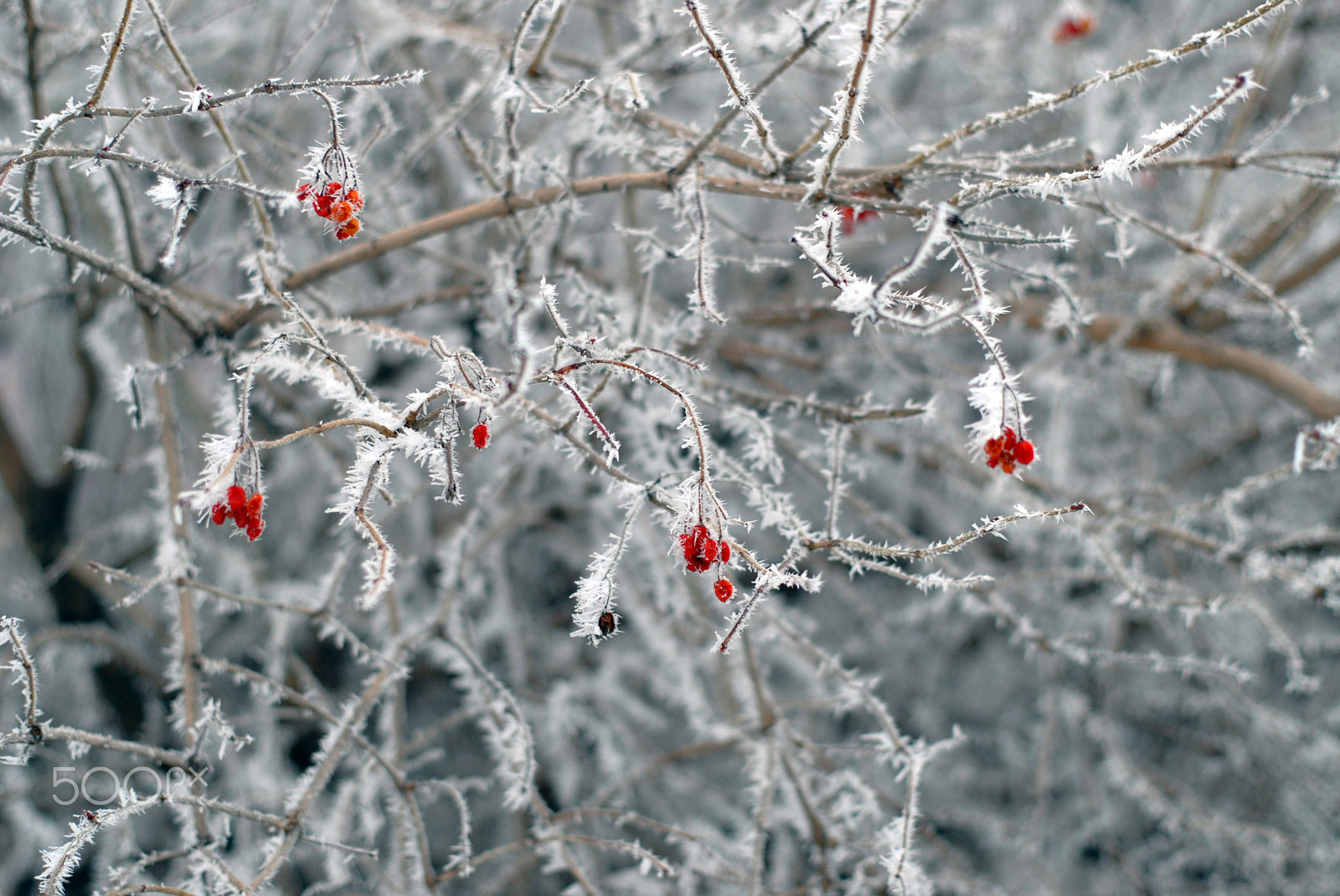 Nikon D200 + Manual Lens No CPU sample photo. Frost on the branches photography