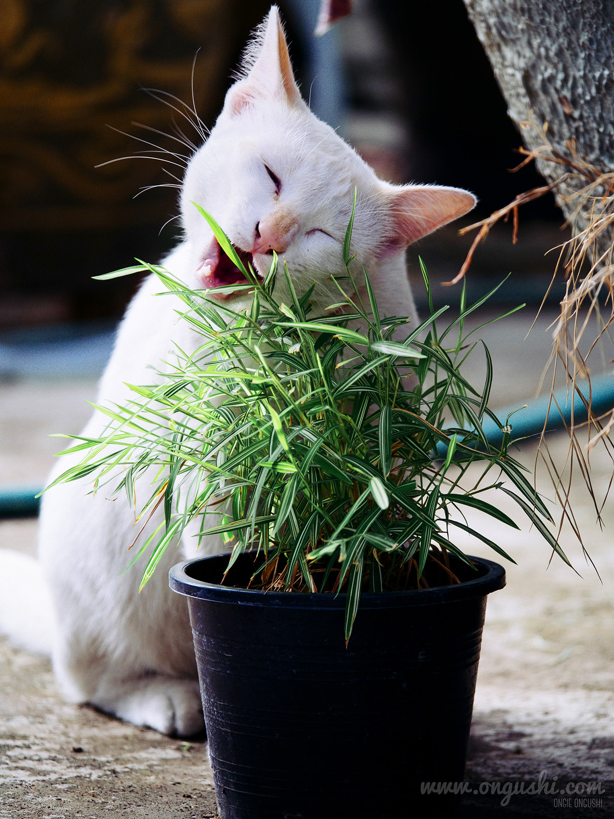 Olympus OM-D E-M10 II sample photo. Cat 188: veggie crazy photography