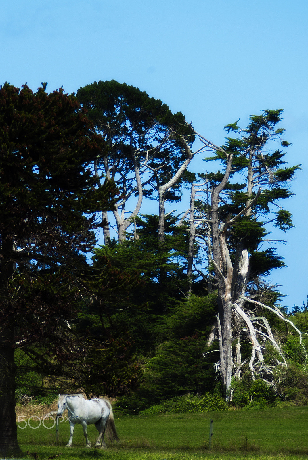 Pentax K10D + Cosina AF 100-300mm F5.6-6.7 sample photo. White horse white trees photography