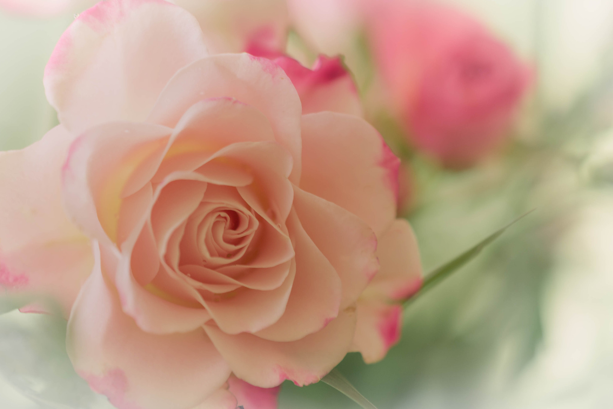 Nikon AF-S DX Micro Nikkor 40mm F2.8 sample photo. Roses photography