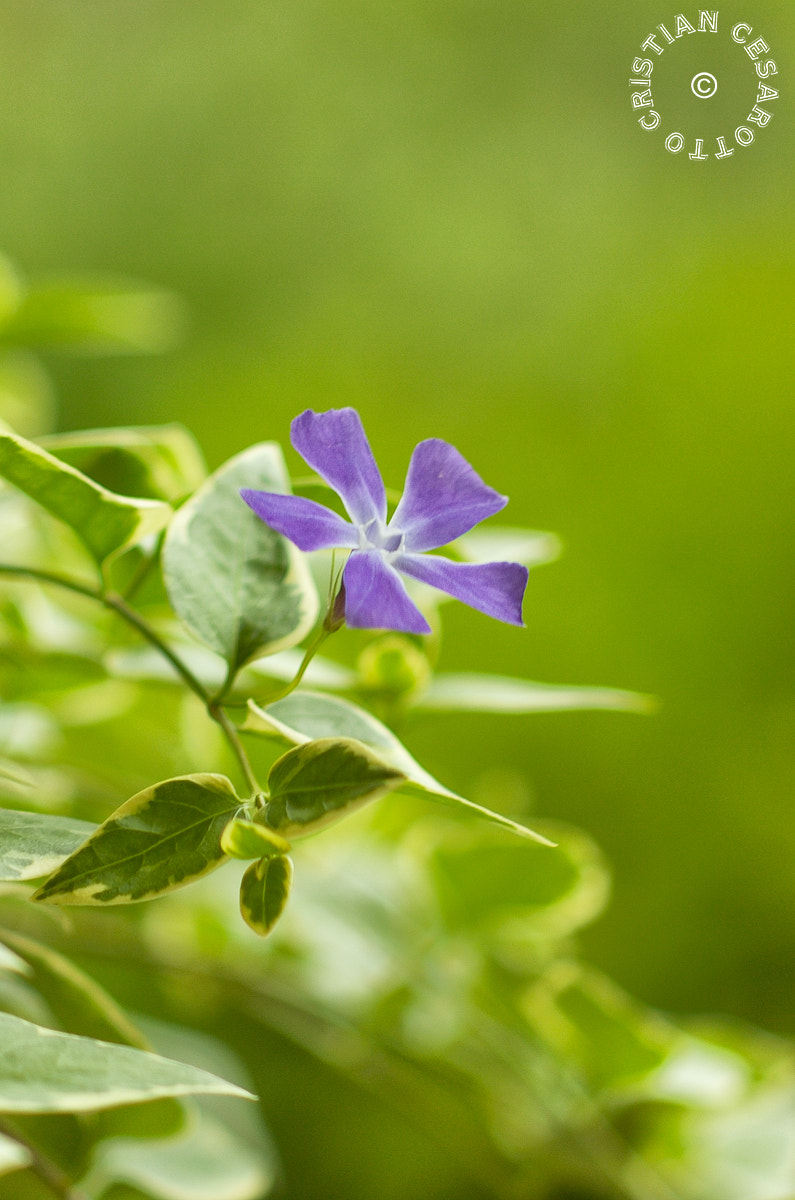 Nikon D2Hs sample photo. Flower #1 - selvatic violet photography