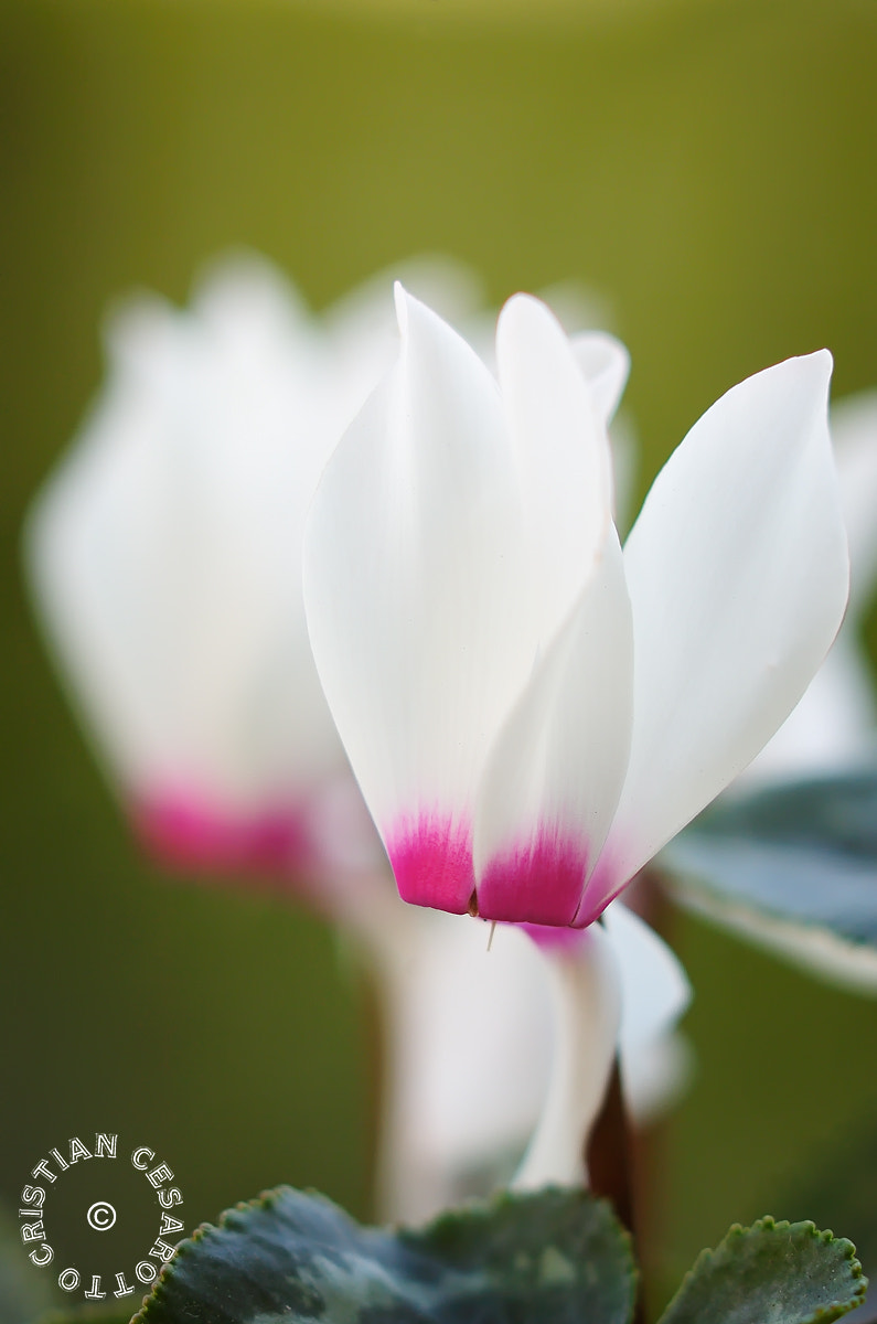 Nikon D2Hs sample photo. Flower #7 - white cyclamens photography