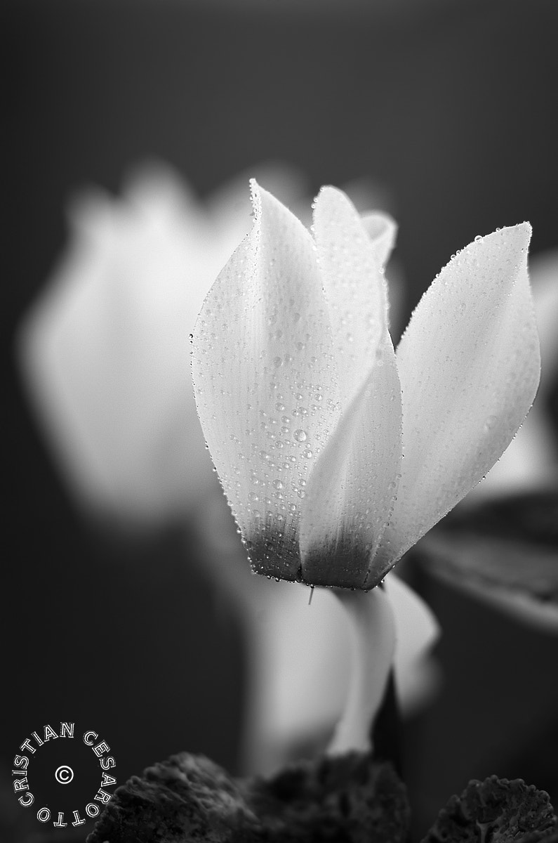 Nikon D2Hs sample photo. Flower #6 - b/w cyclamens photography