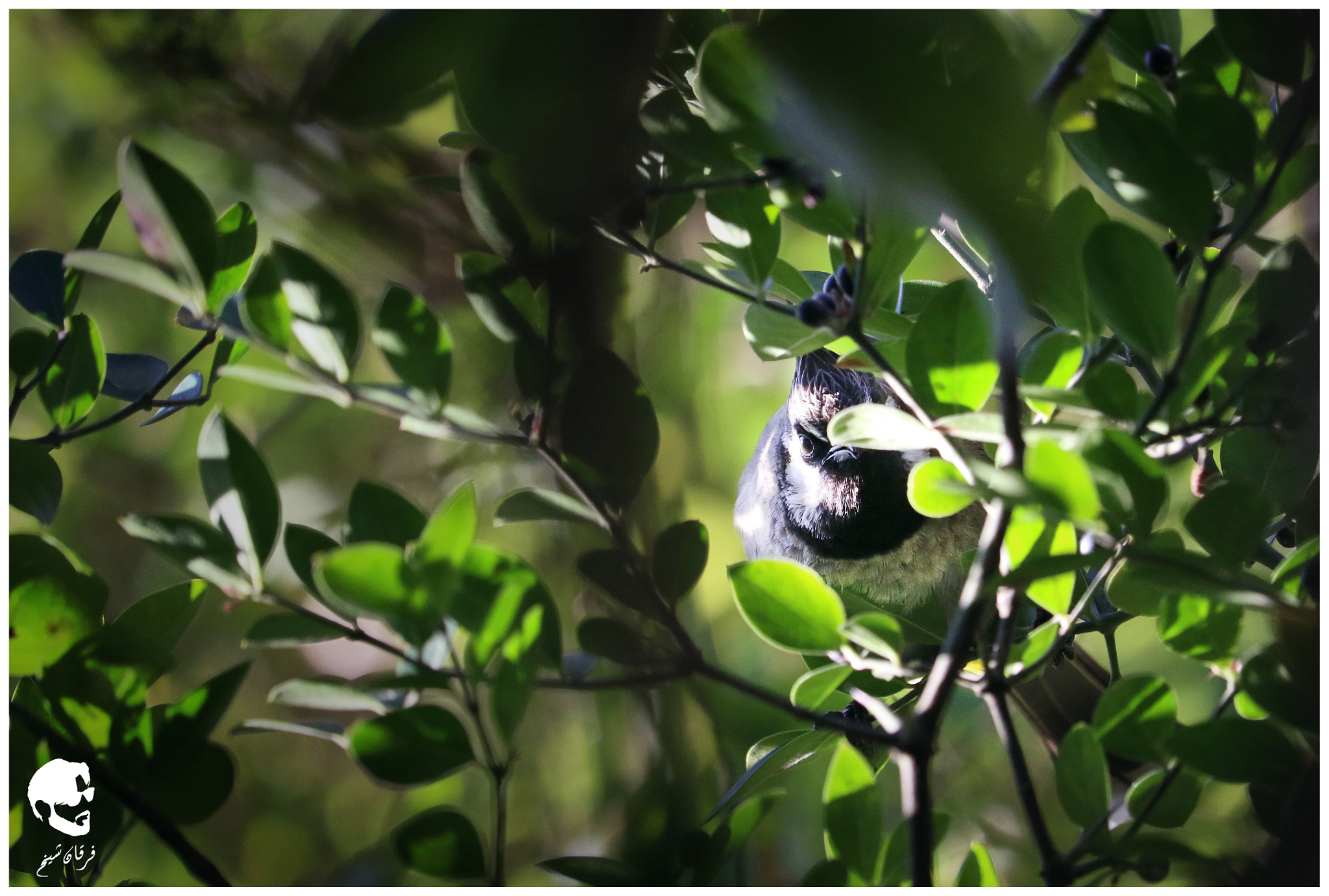 Canon EF-S 55-250mm F4-5.6 IS STM sample photo. Hey! i know you are there. photography