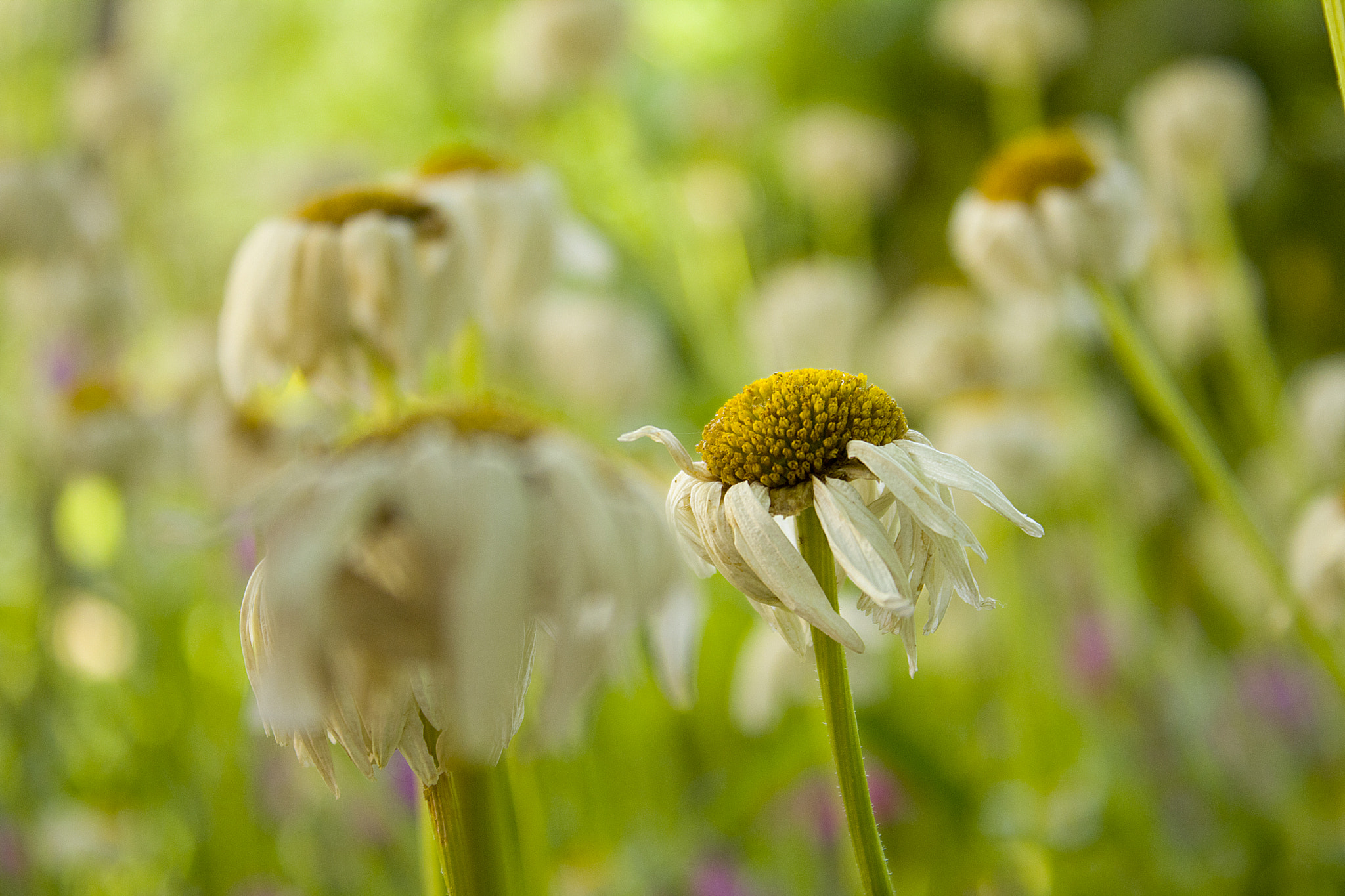Canon EF-S 18-55mm F3.5-5.6 III sample photo. Daisy photography