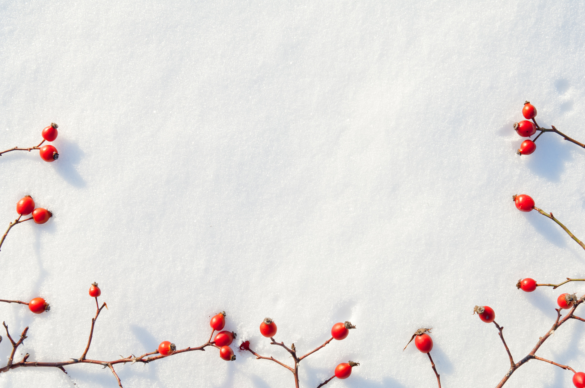 Nikon D2X sample photo. Winter snow background decorated with rose hip berries photography