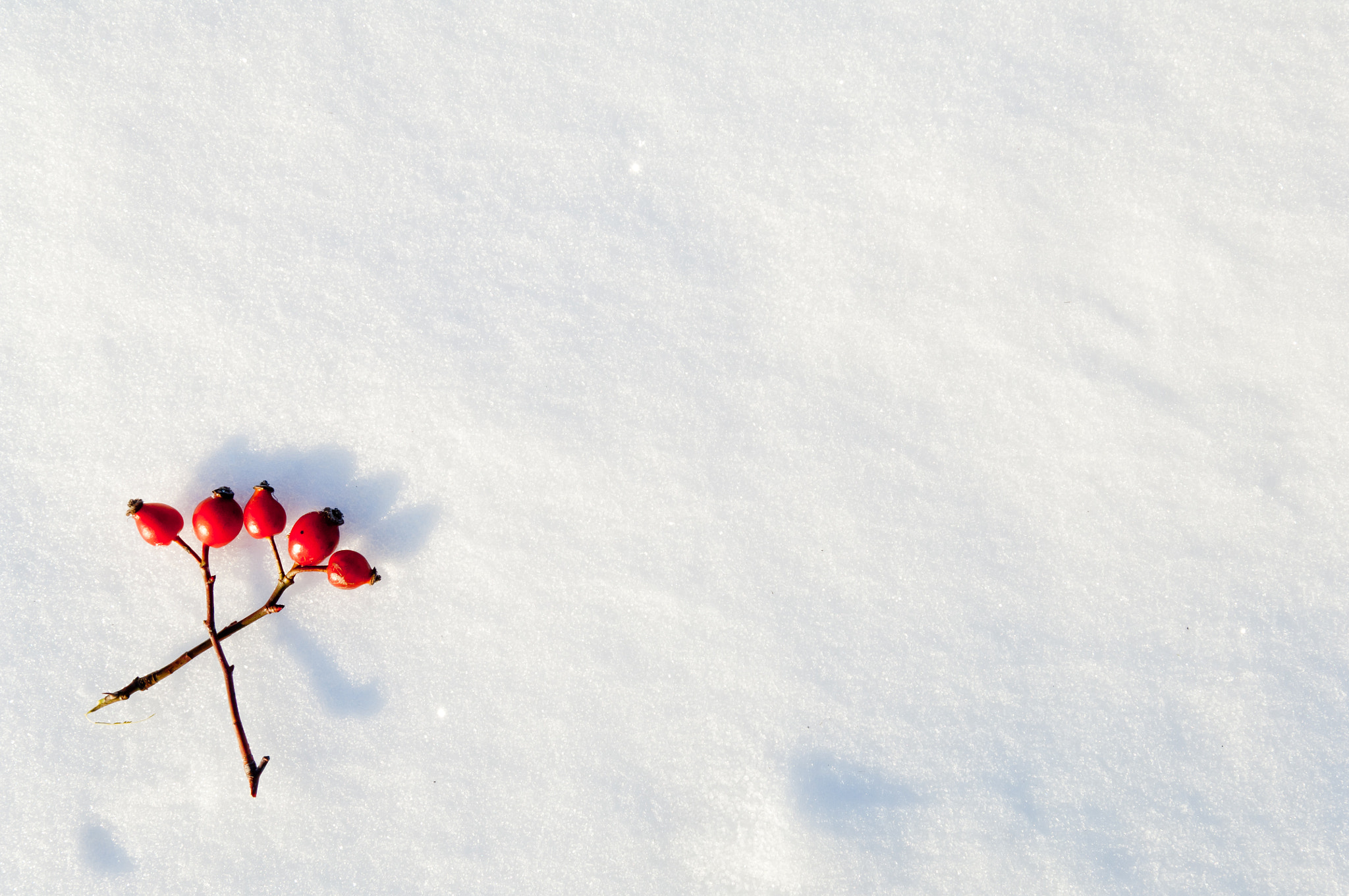 Nikon D2X + Nikon AF-S DX Nikkor 17-55mm F2.8G ED-IF sample photo. Winter snow background decorated with rose hip berries photography