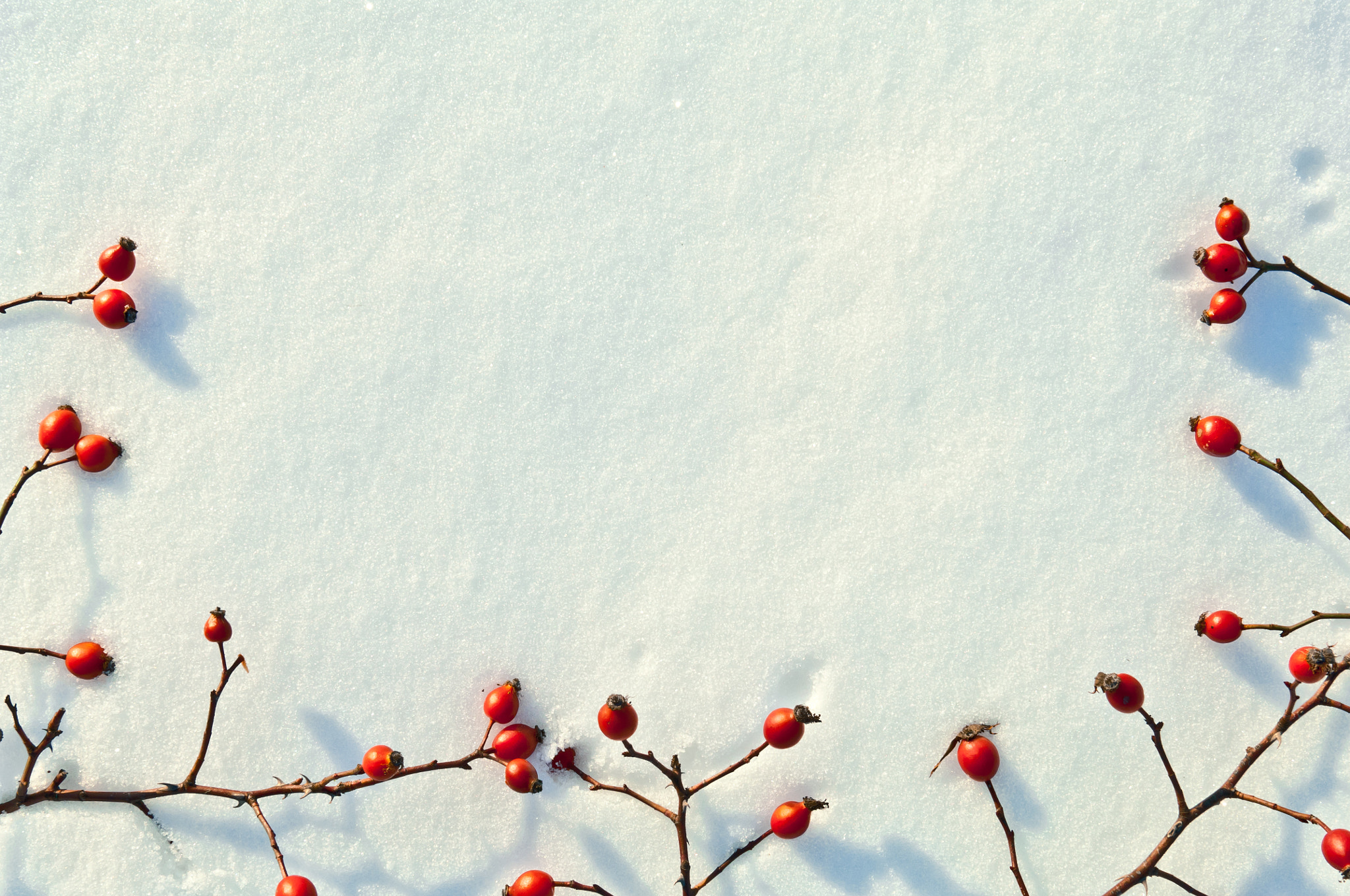Nikon D2X sample photo. Winter snow background decorated with rose hip berries photography