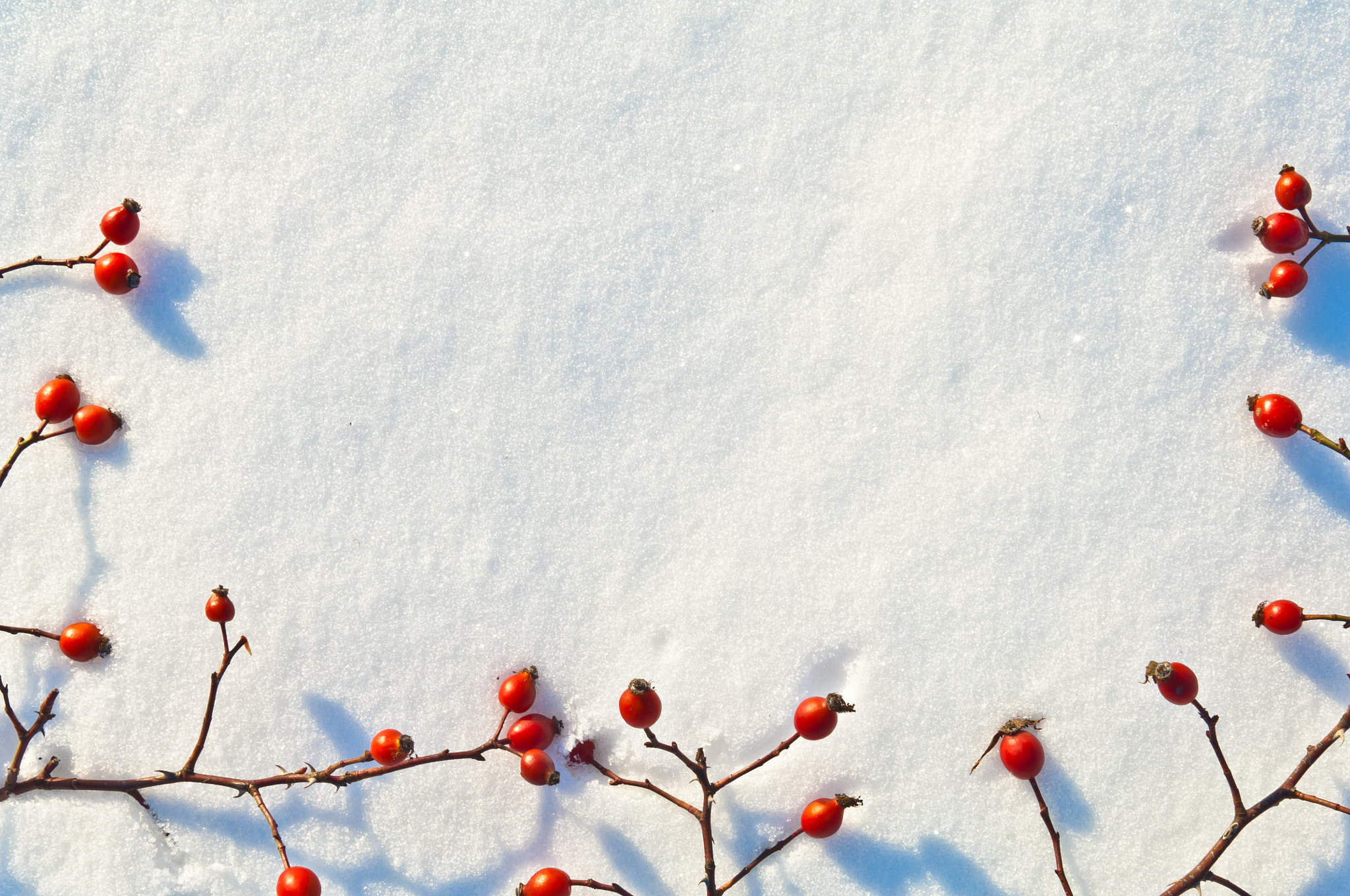 Nikon D2X sample photo. Winter snow background decorated with rose hip berries photography