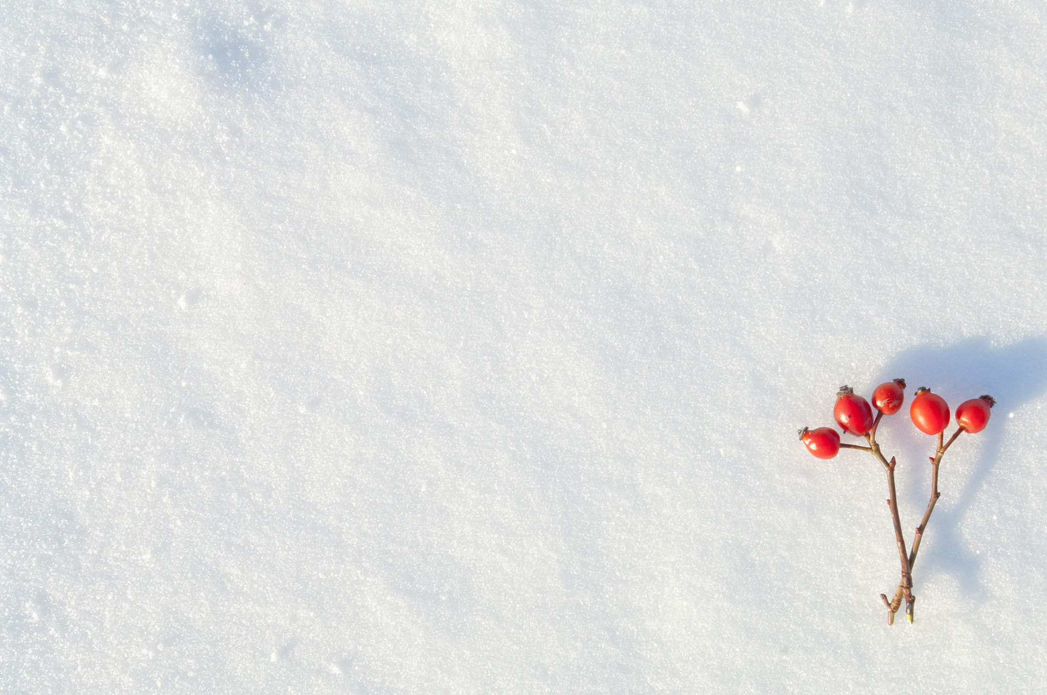 Nikon D2X sample photo. Winter snow background decorated with rose hip berries photography