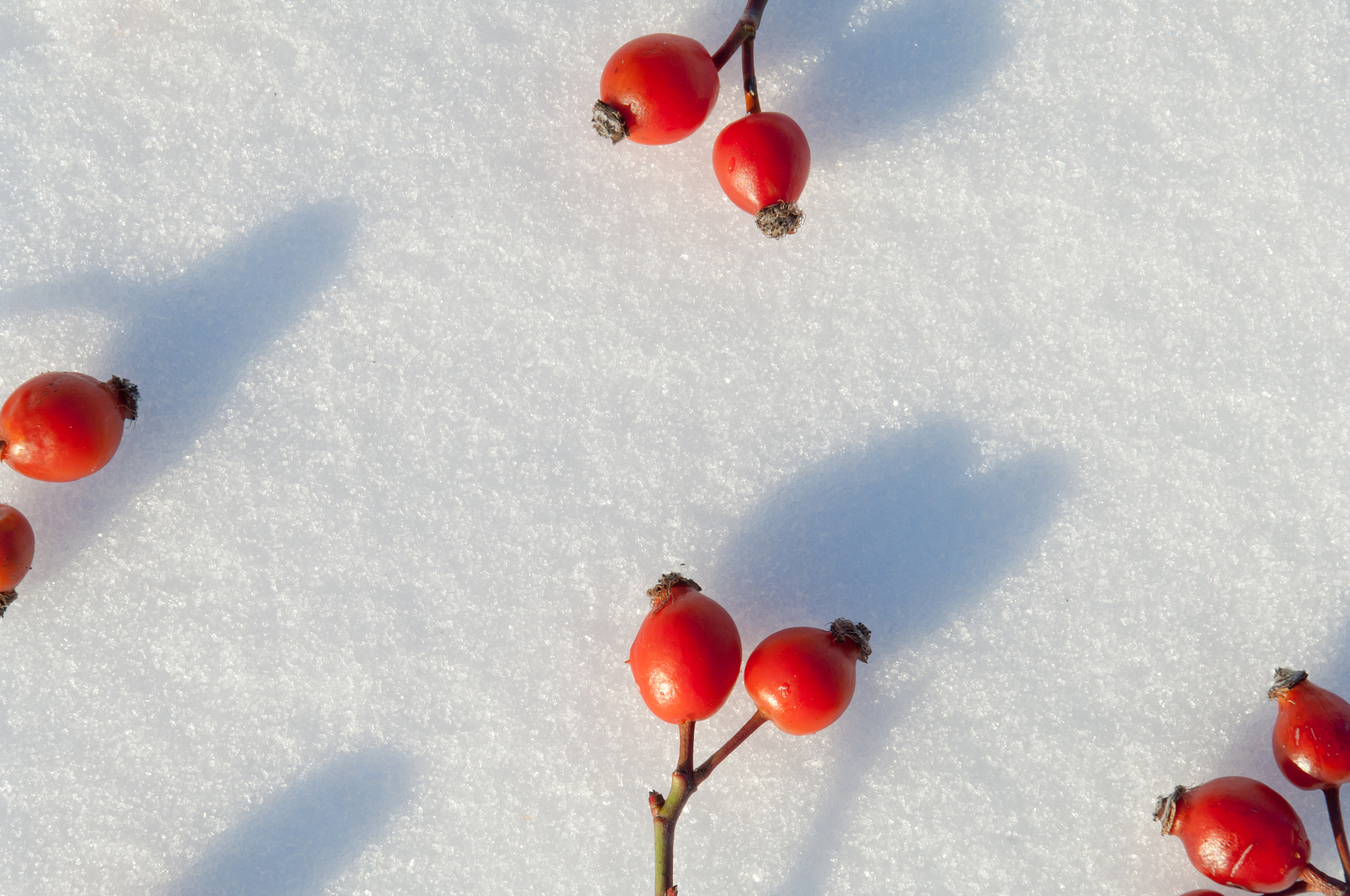 Nikon D2X sample photo. Winter snow background decorated with rose hip berries photography