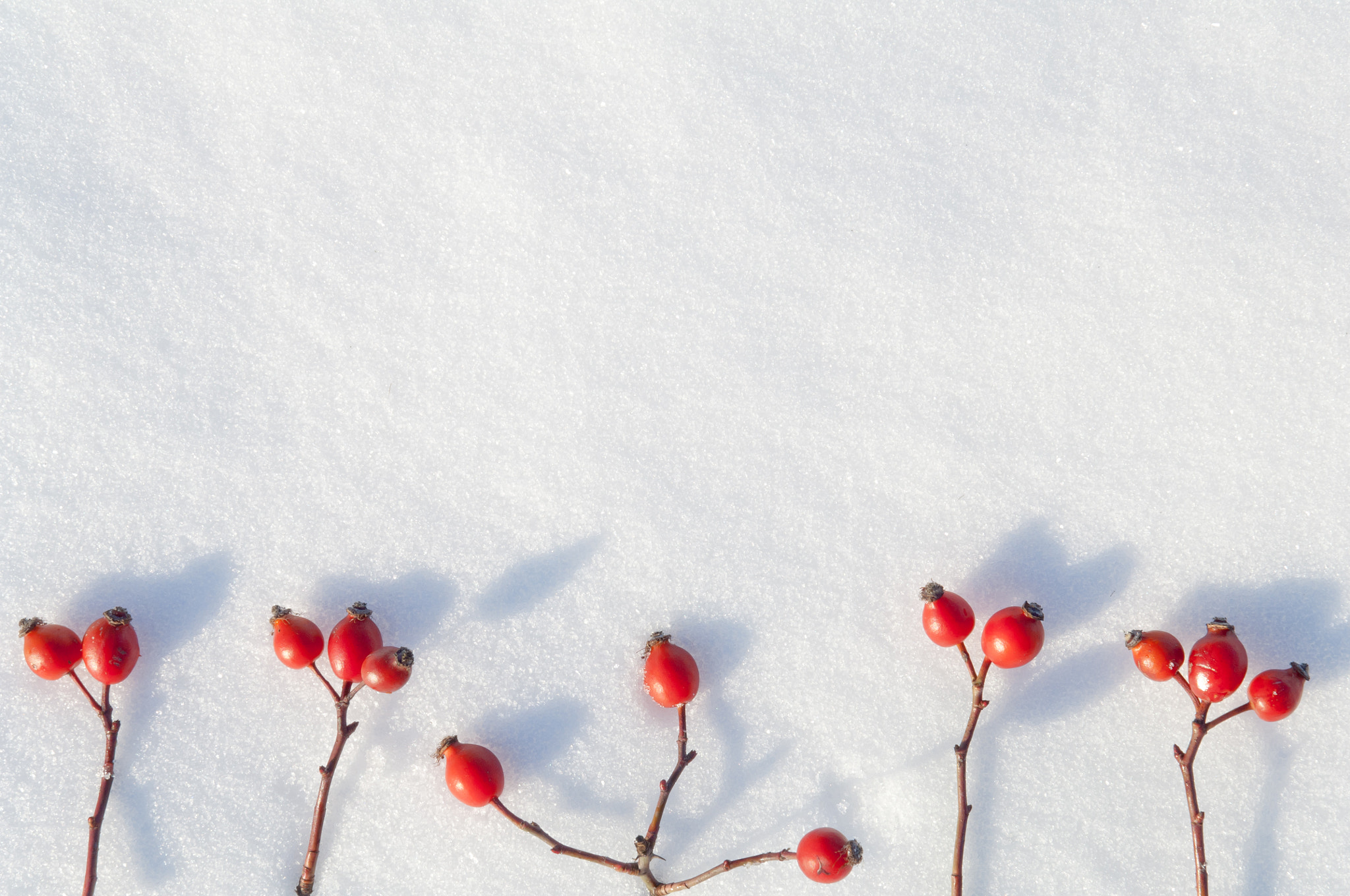 Nikon D2X + Nikon AF-S DX Nikkor 17-55mm F2.8G ED-IF sample photo. Winter snow background decorated with rose hip berries photography