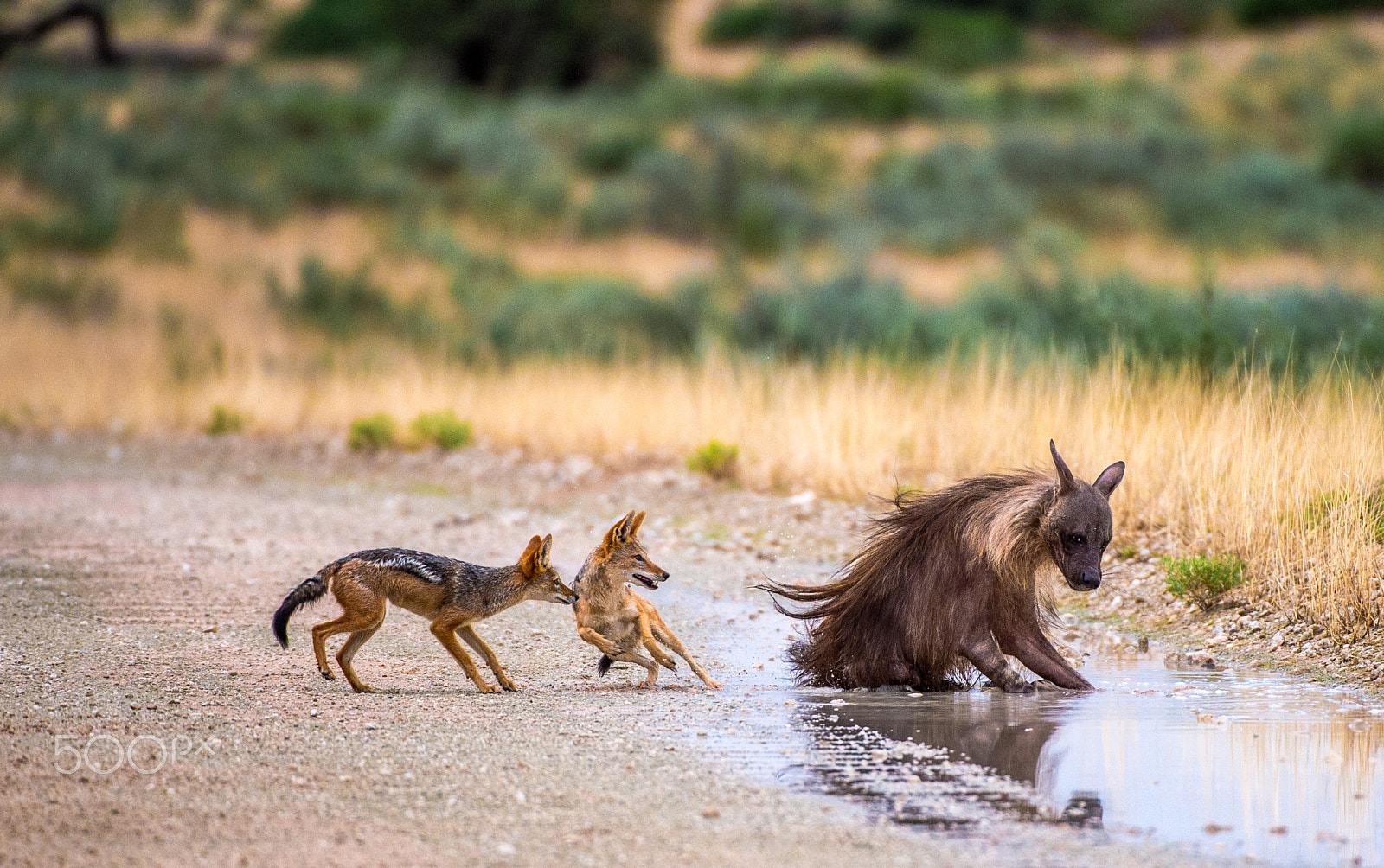Nikon AF-S Nikkor 200-400mm F4G ED-IF VR sample photo. Jackals vs. brown hyena photography