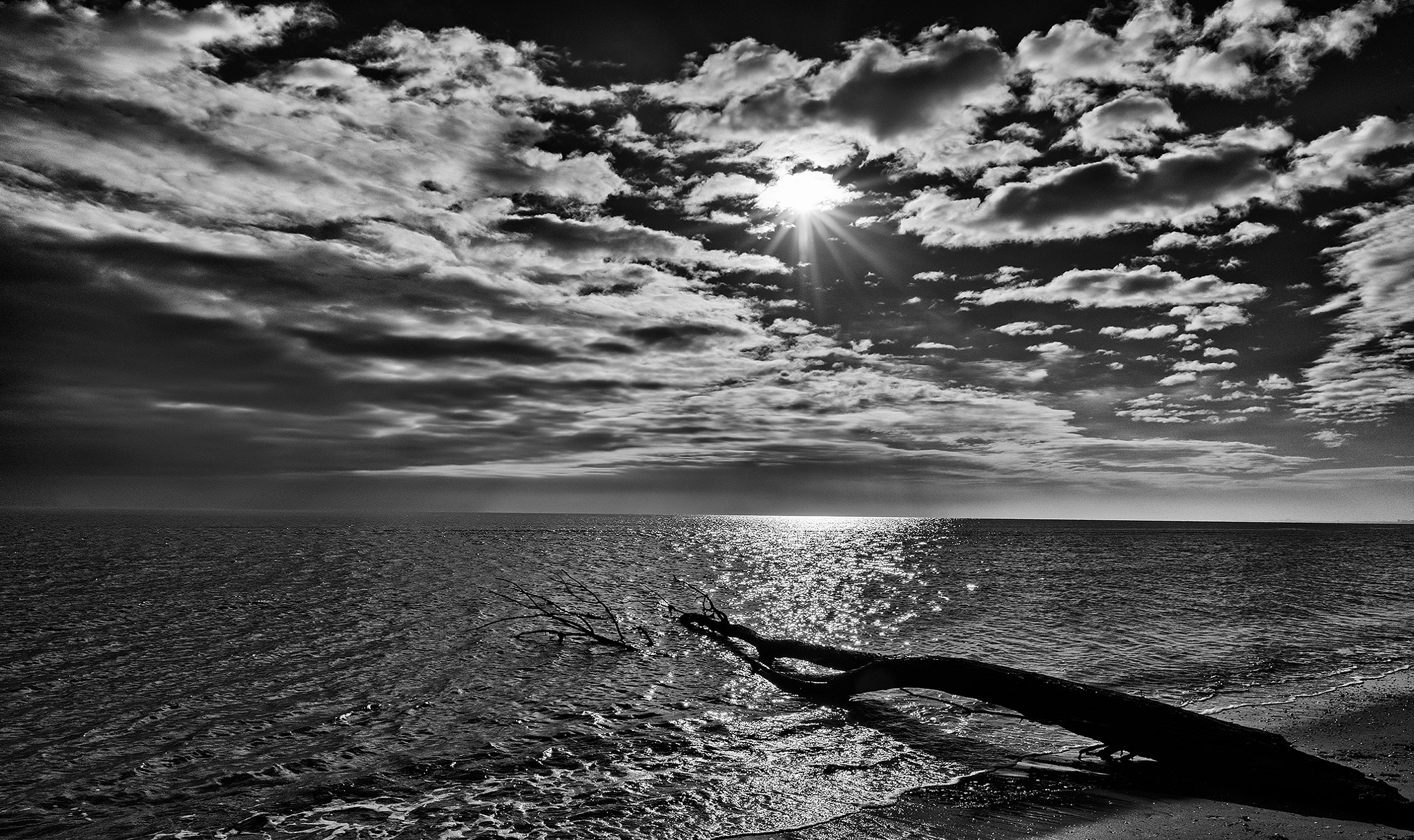 Nikon D810 sample photo. The tree abandoned on the water_seascape photography