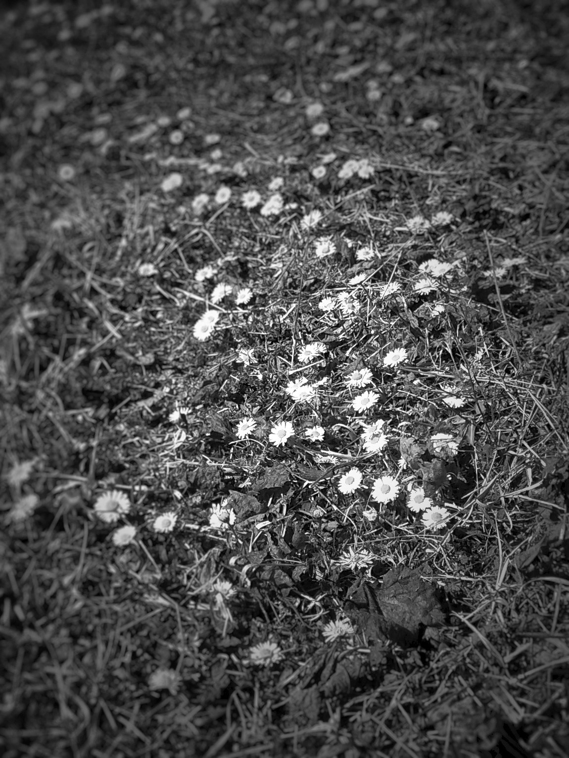 Samsung Galaxy Ace Style sample photo. Daisy photography