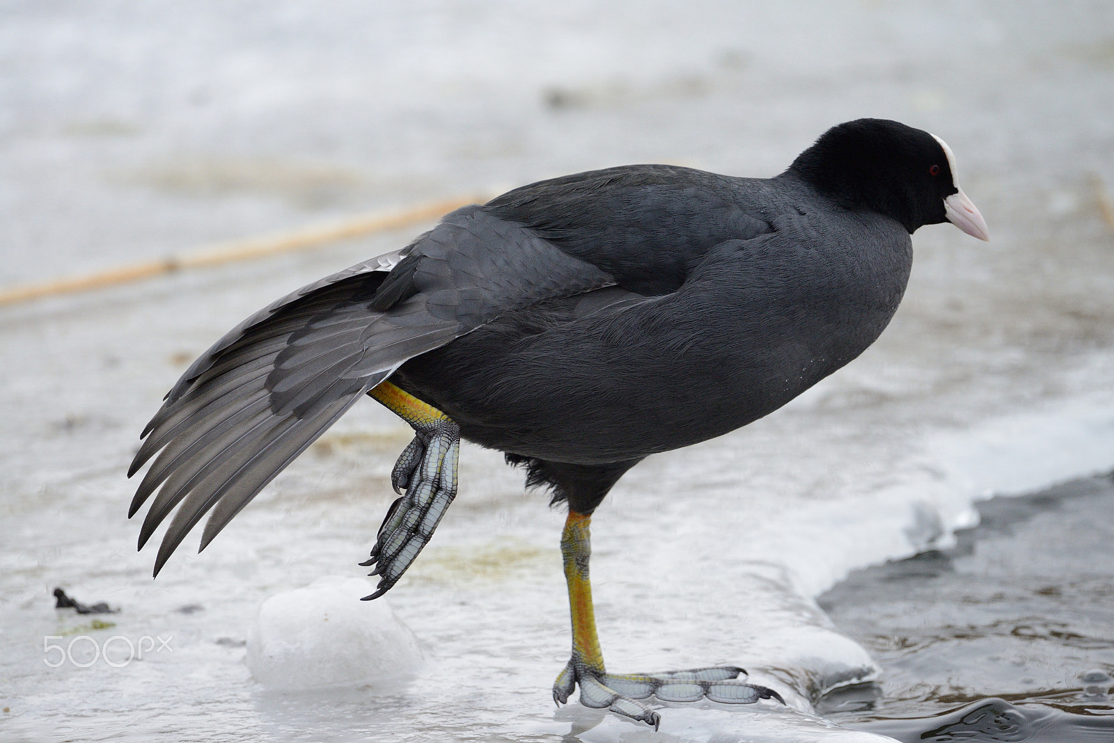 Nikon AF-S Nikkor 200-500mm F5.6E ED VR sample photo. Eurasian coot photography