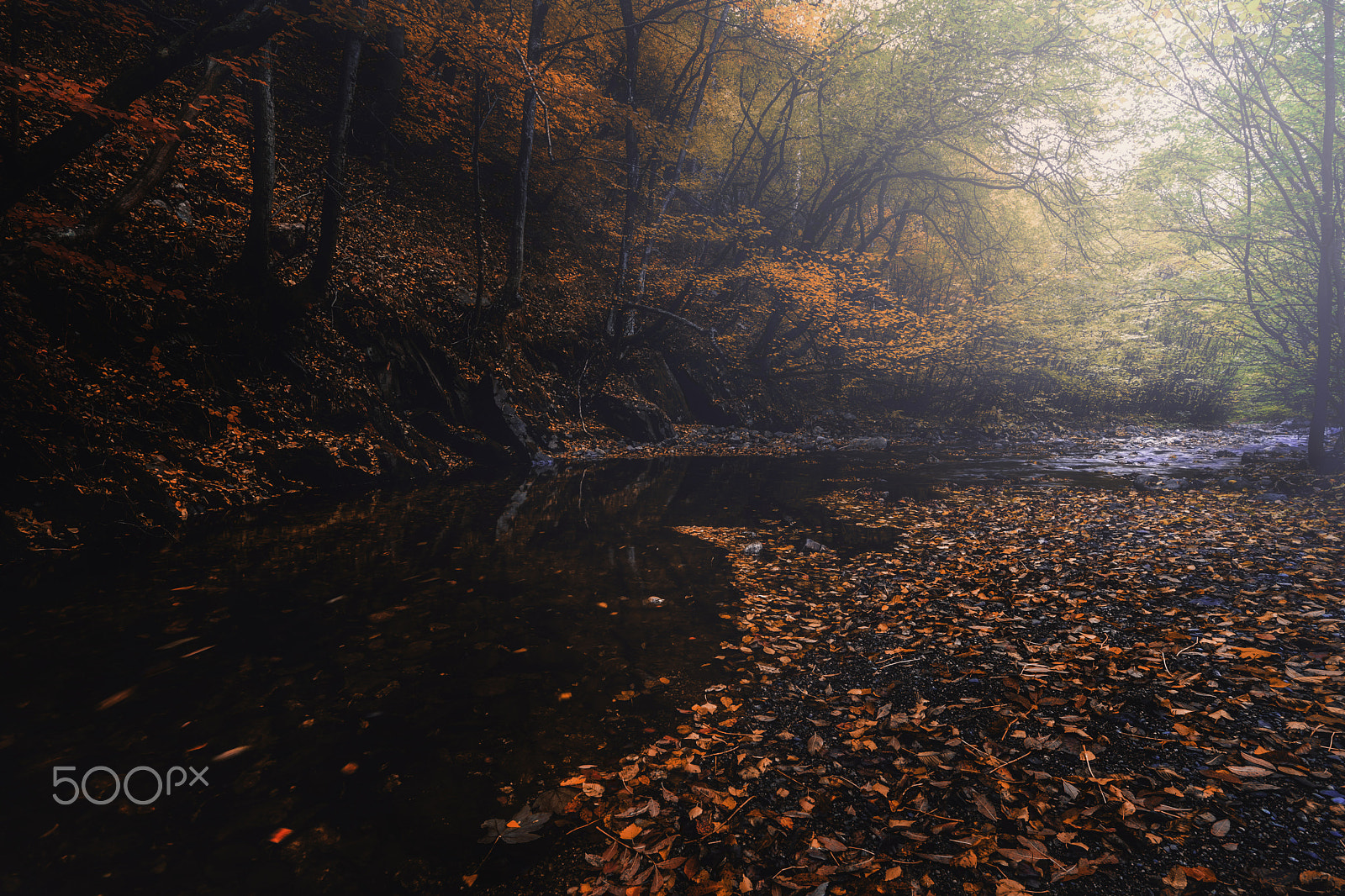 Tokina AT-X Pro 11-16mm F2.8 DX sample photo. Autumn forest photography