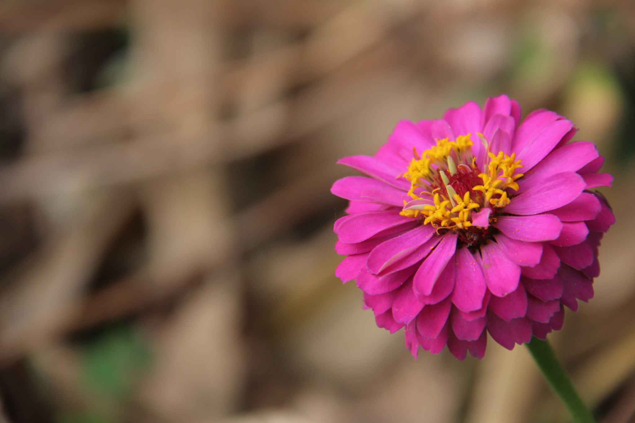 Canon EF-S 18-200mm F3.5-5.6 IS sample photo. 무더운  고향에서````예쁜꽃 photography