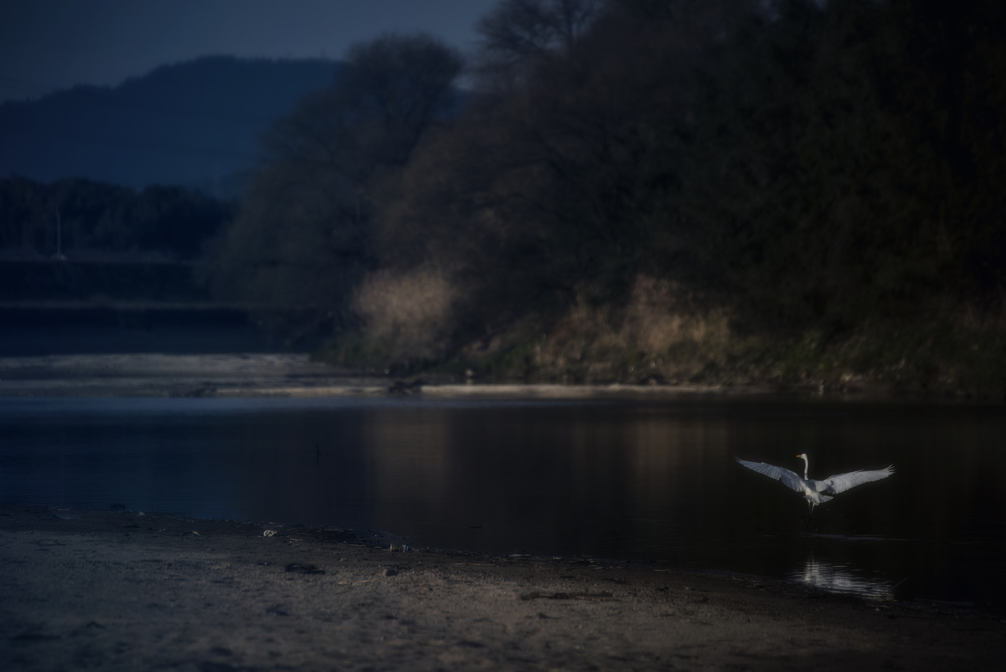 Nikon D810 sample photo. Fly away photography