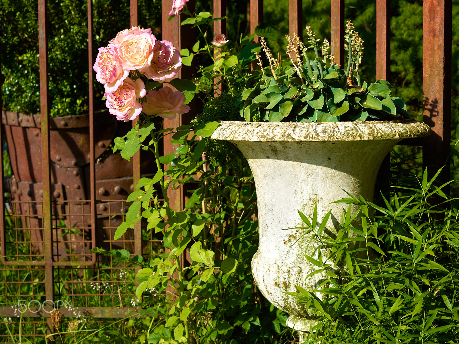 Sony a7R II + Sony Sonnar T* FE 55mm F1.8 ZA sample photo. Rose on rusty railings photography