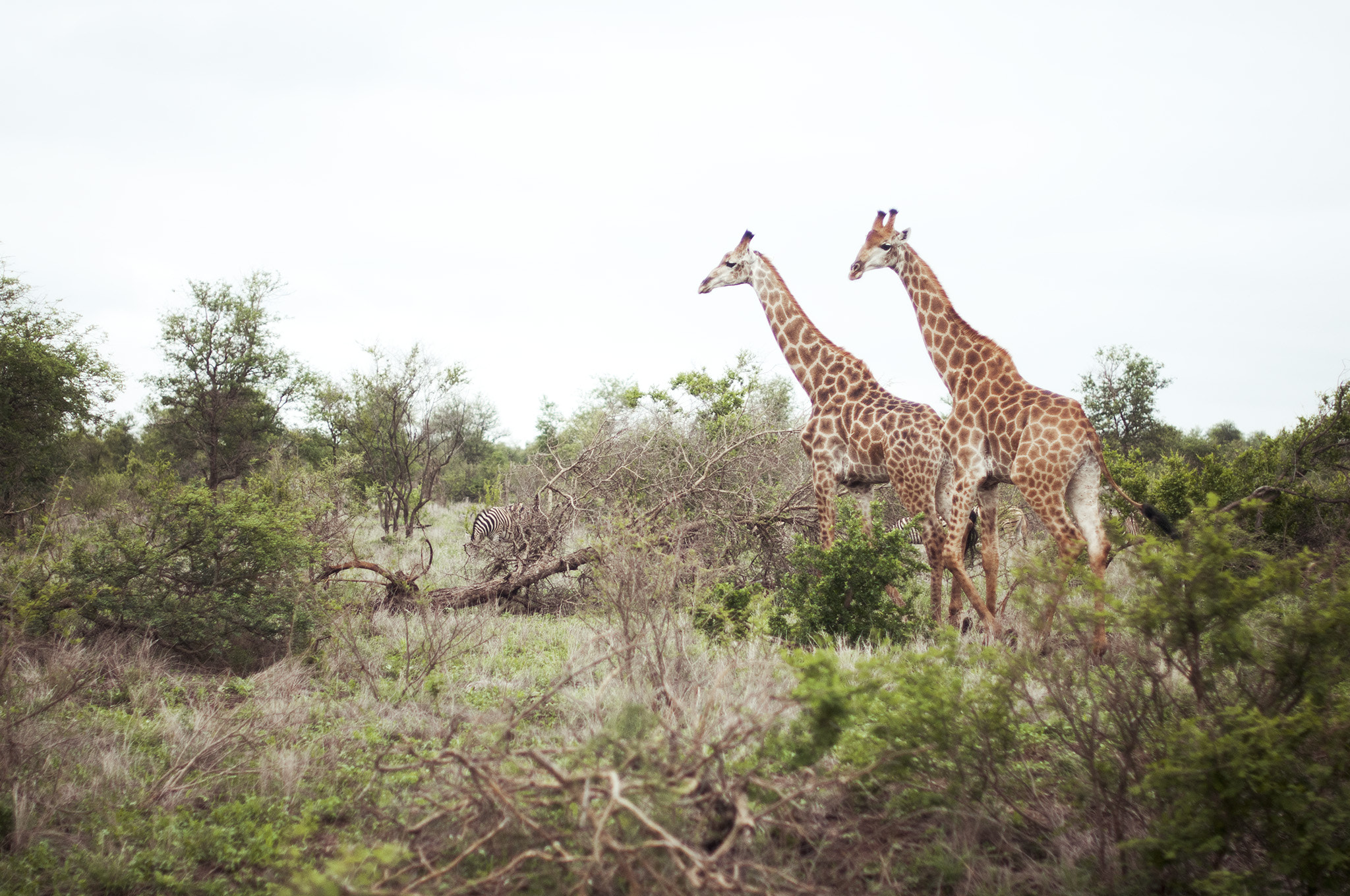 Nikon D300S + Nikon AF-S Nikkor 50mm F1.4G sample photo. Girafes photography