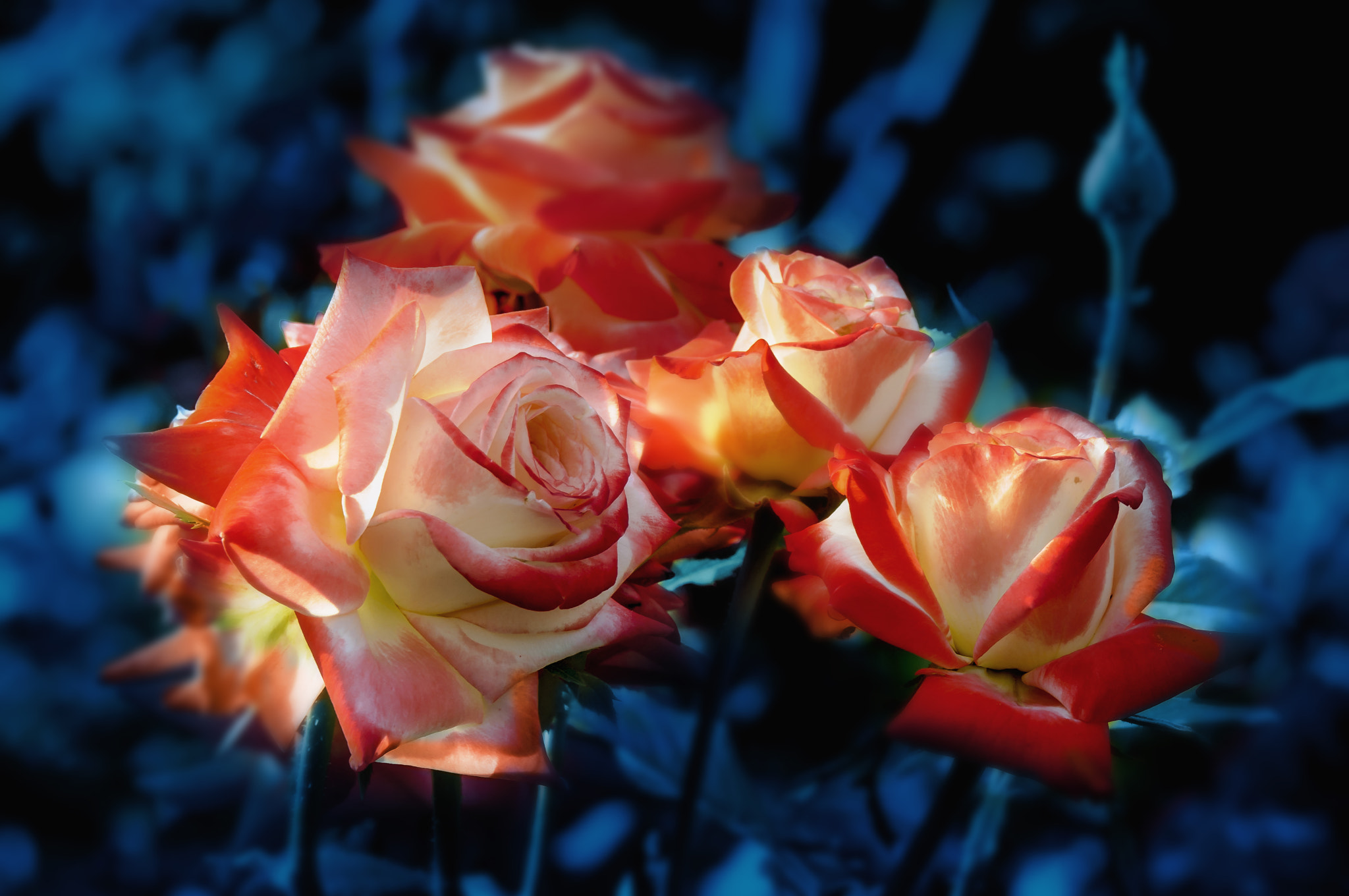 Nikon D300 sample photo. Красно-белые розы photography