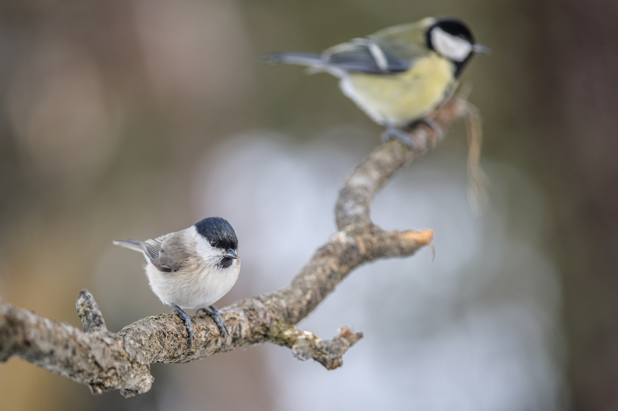 Nikon D700 + Nikon AF-S Nikkor 300mm F4D ED-IF sample photo. Favourite roost photography