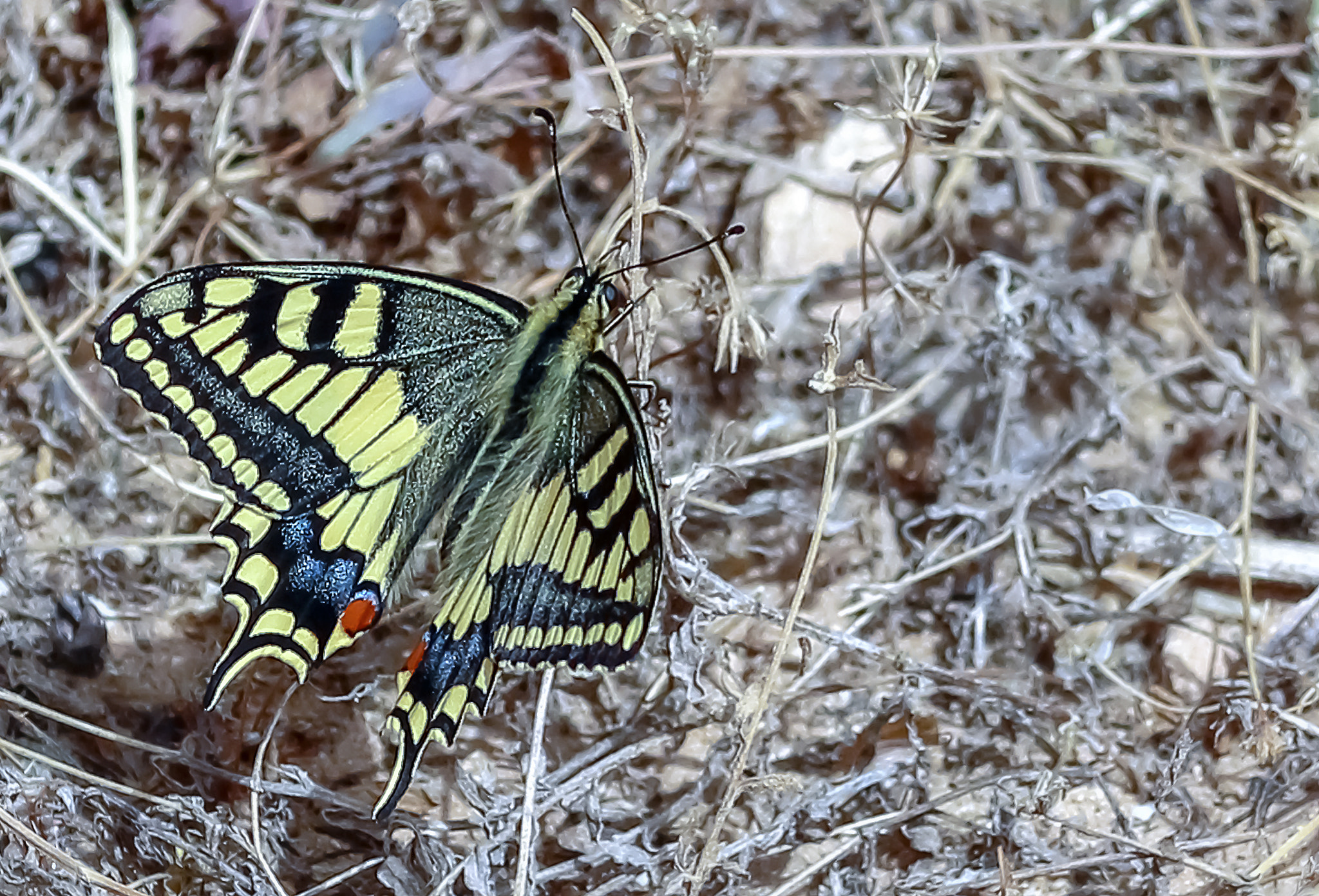 Canon EOS 600D (Rebel EOS T3i / EOS Kiss X5) sample photo. Swallowtail butterfly - papilio saharae. photography