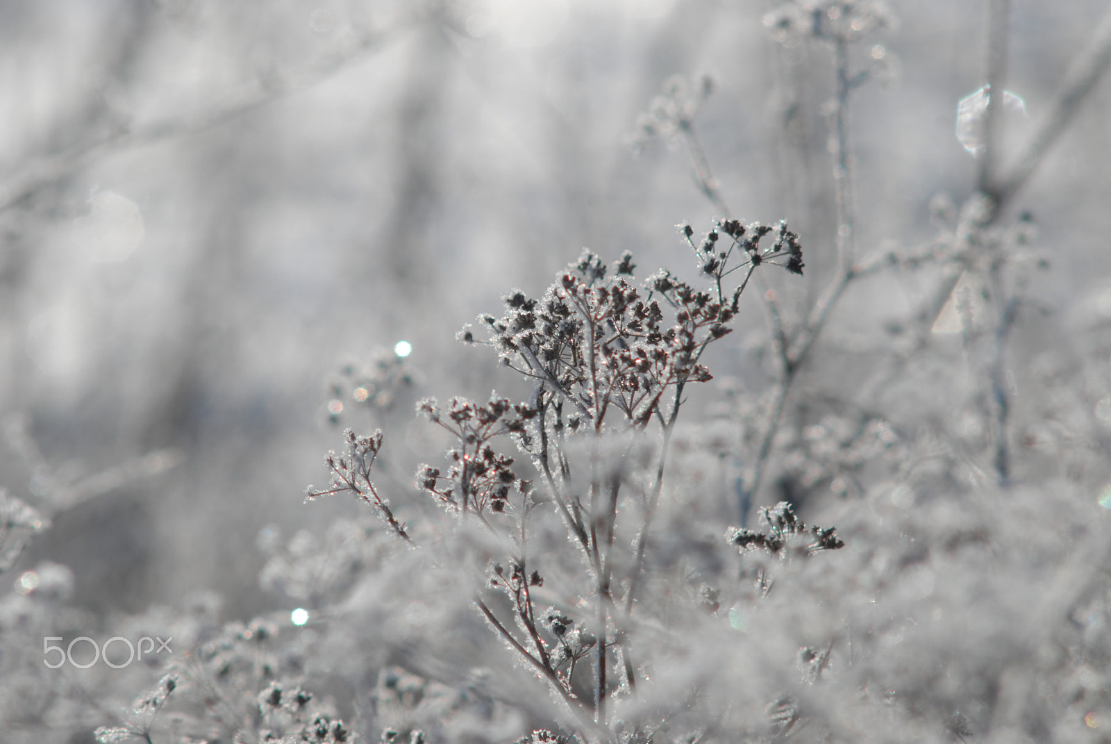 Nikon D200 + Manual Lens No CPU sample photo. Frost photography
