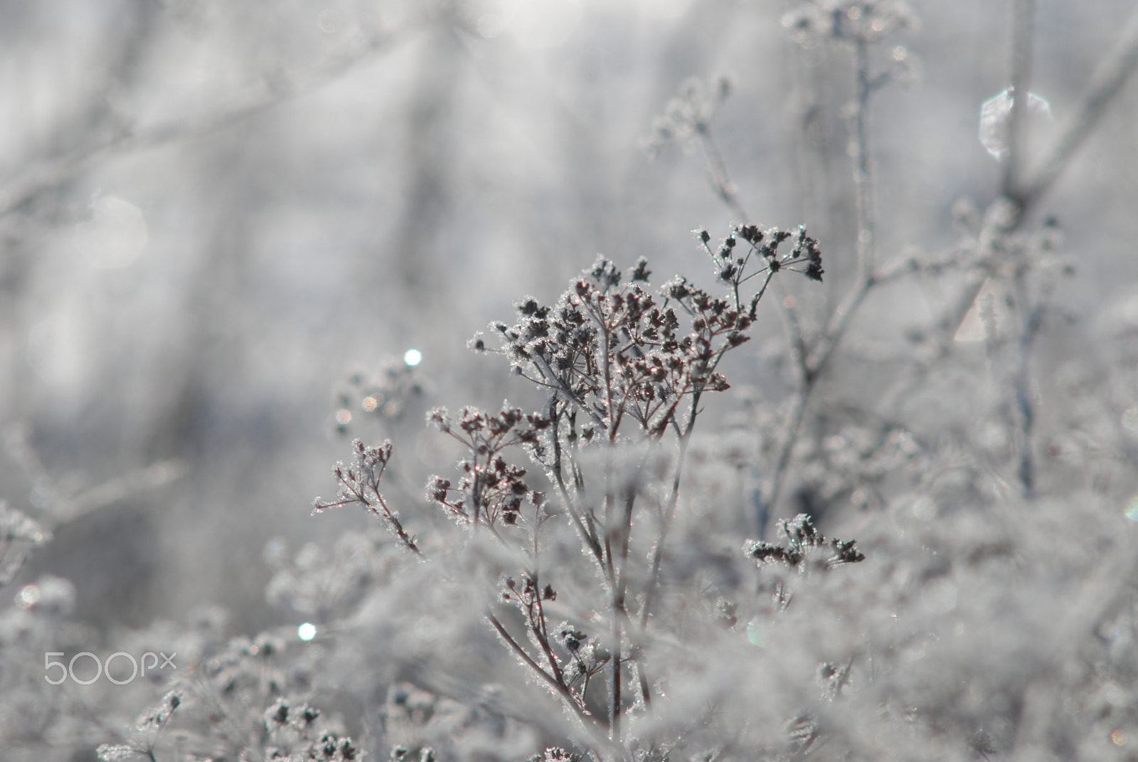 Nikon D200 sample photo. Frost photography