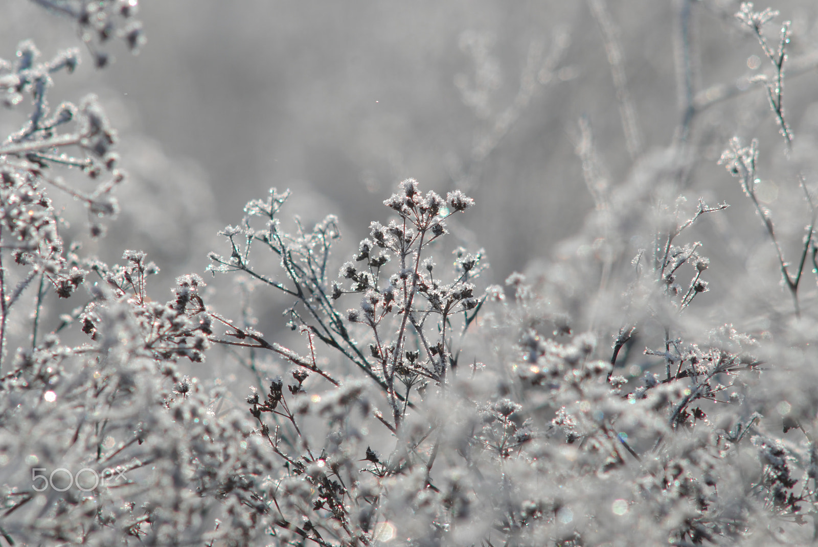 Nikon D200 sample photo. Frost photography